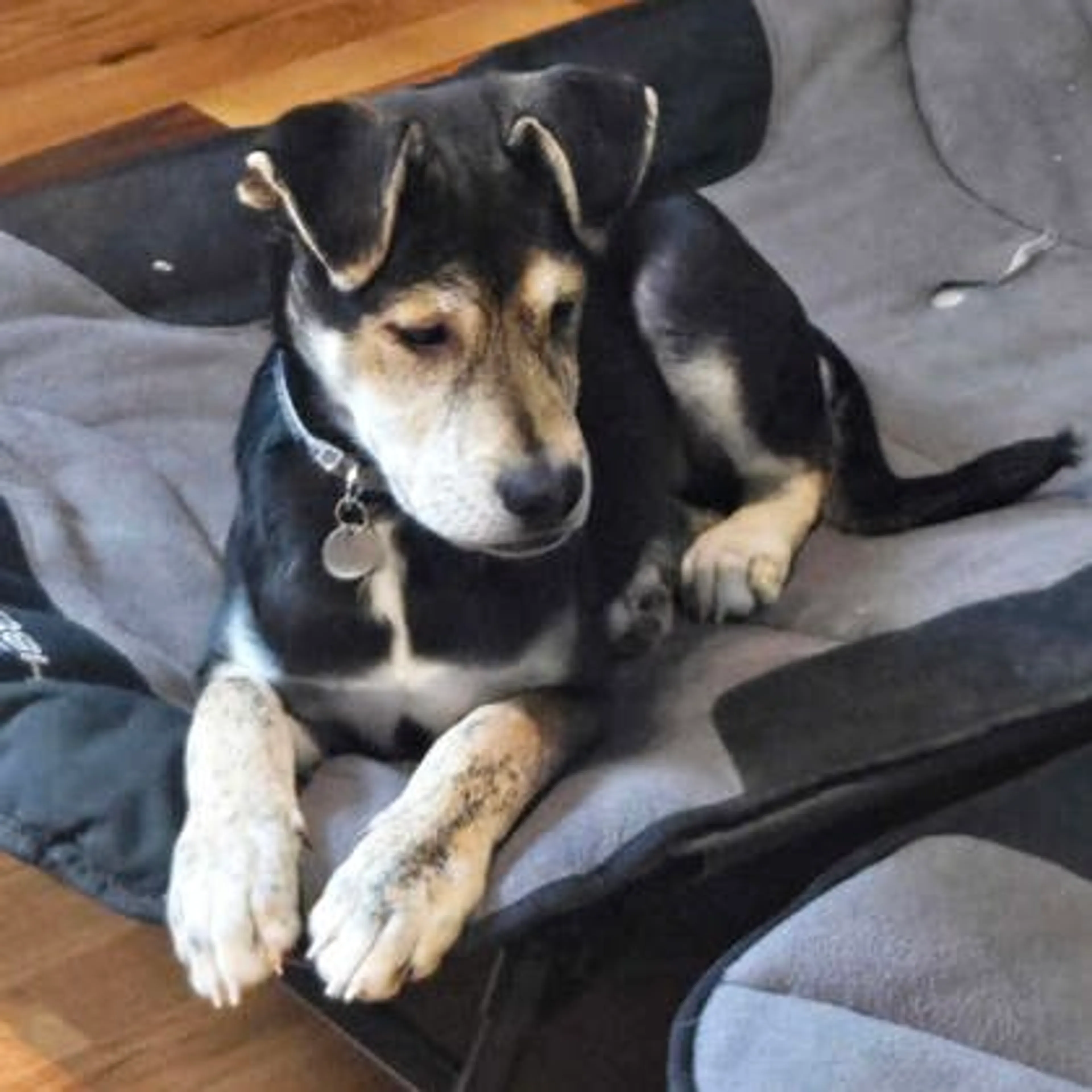 Found pet-1