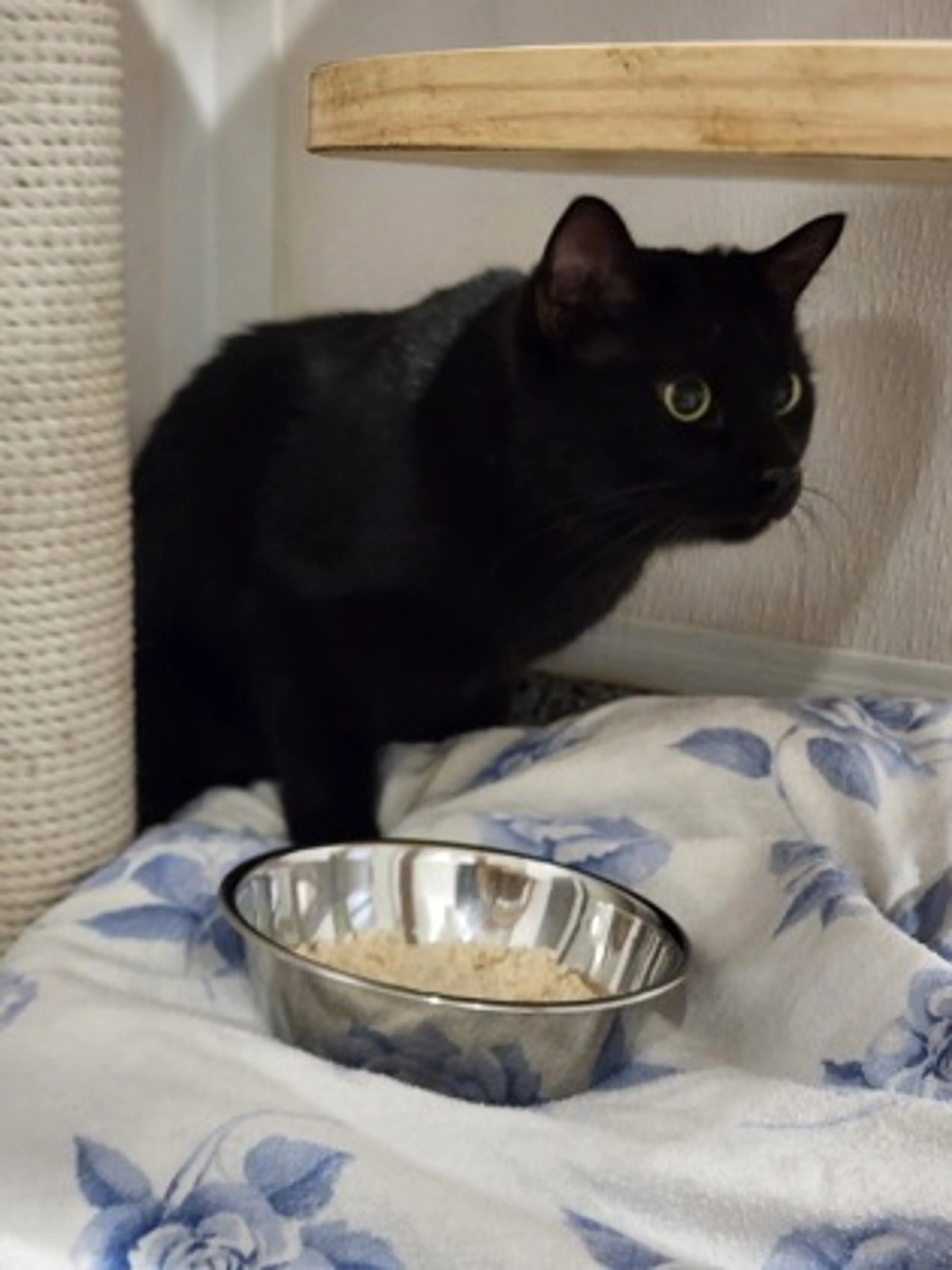 Found pet-1