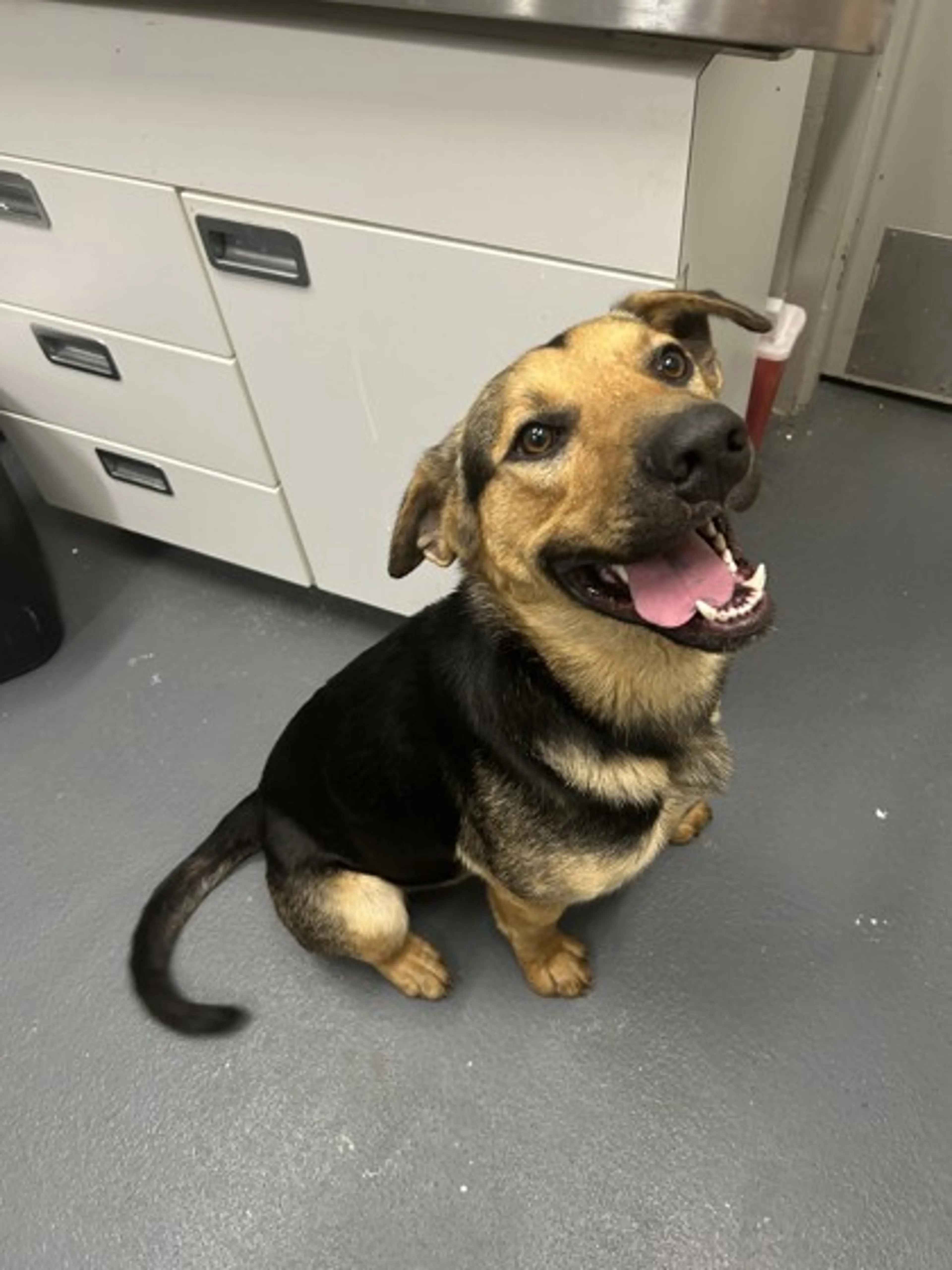 Found pet