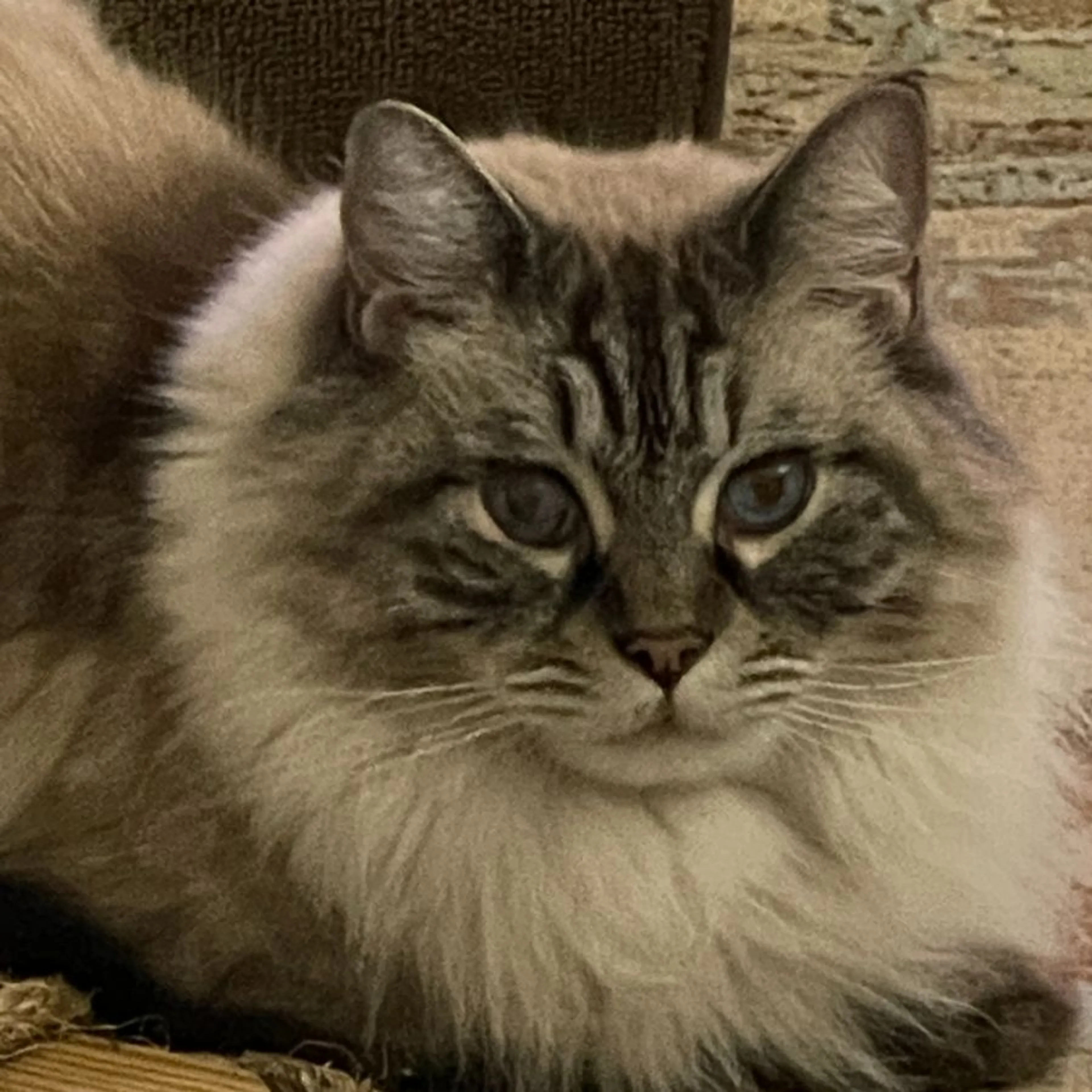 Lost pet