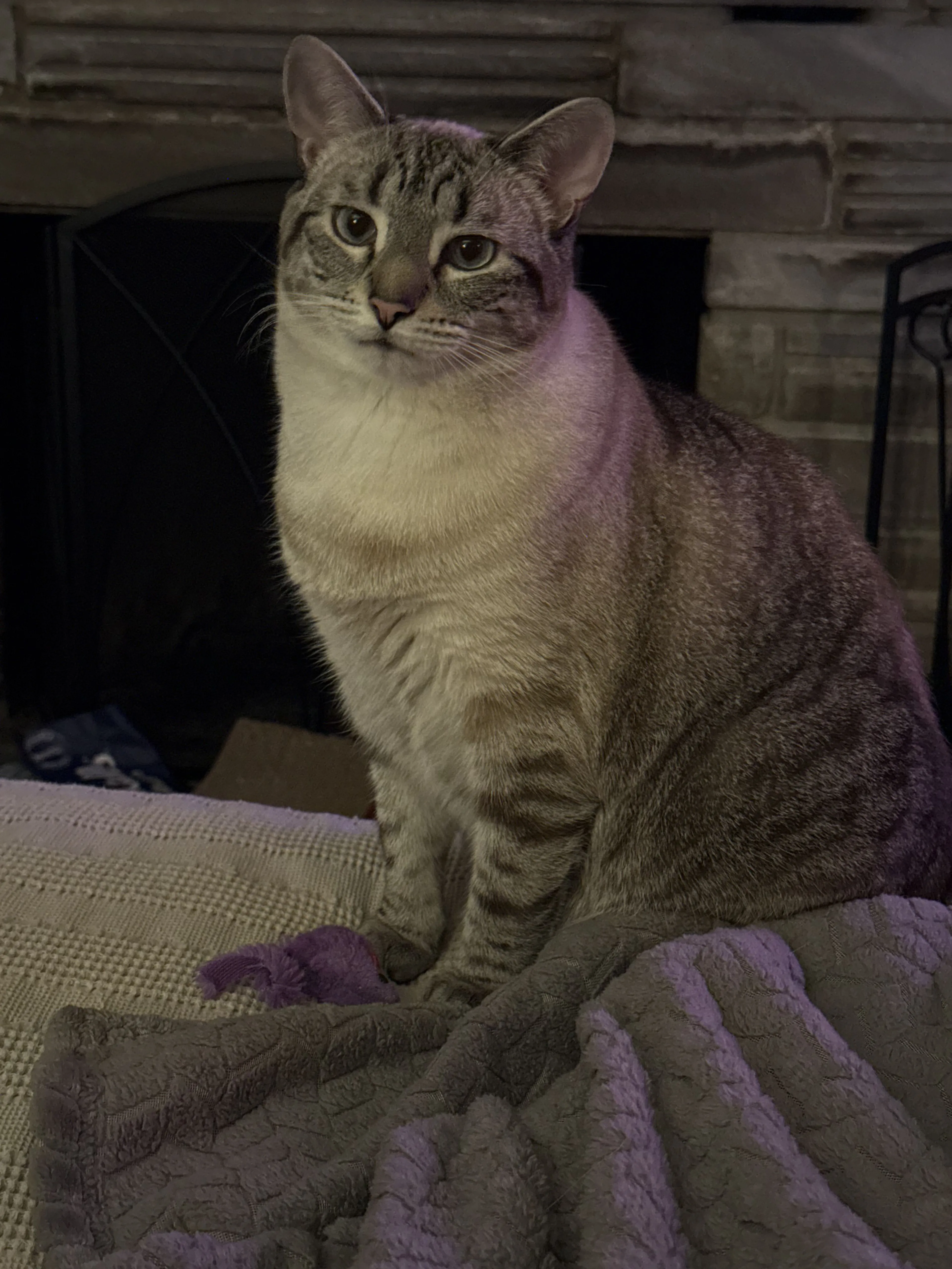 Lost pet-1