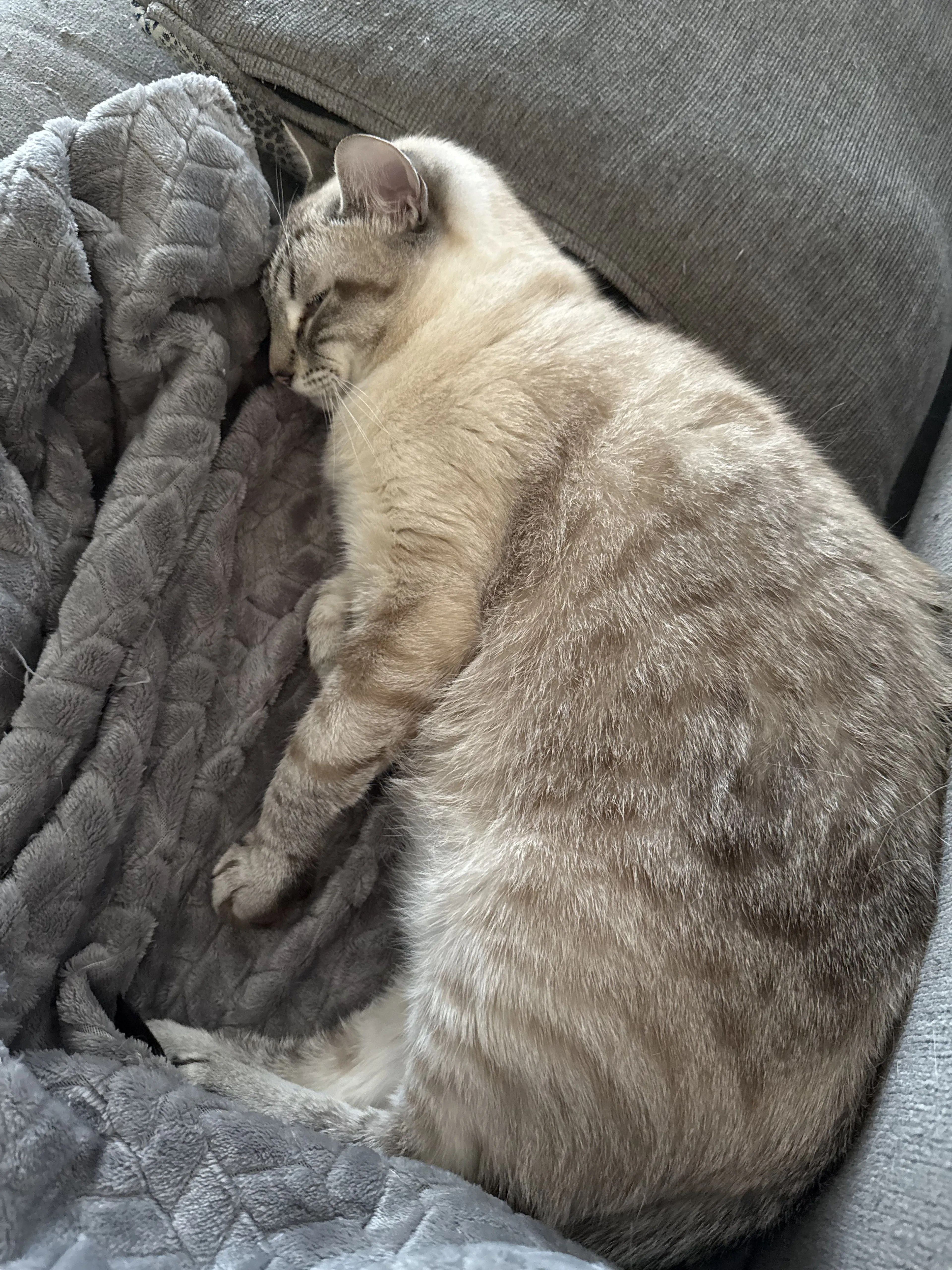 Lost pet-2