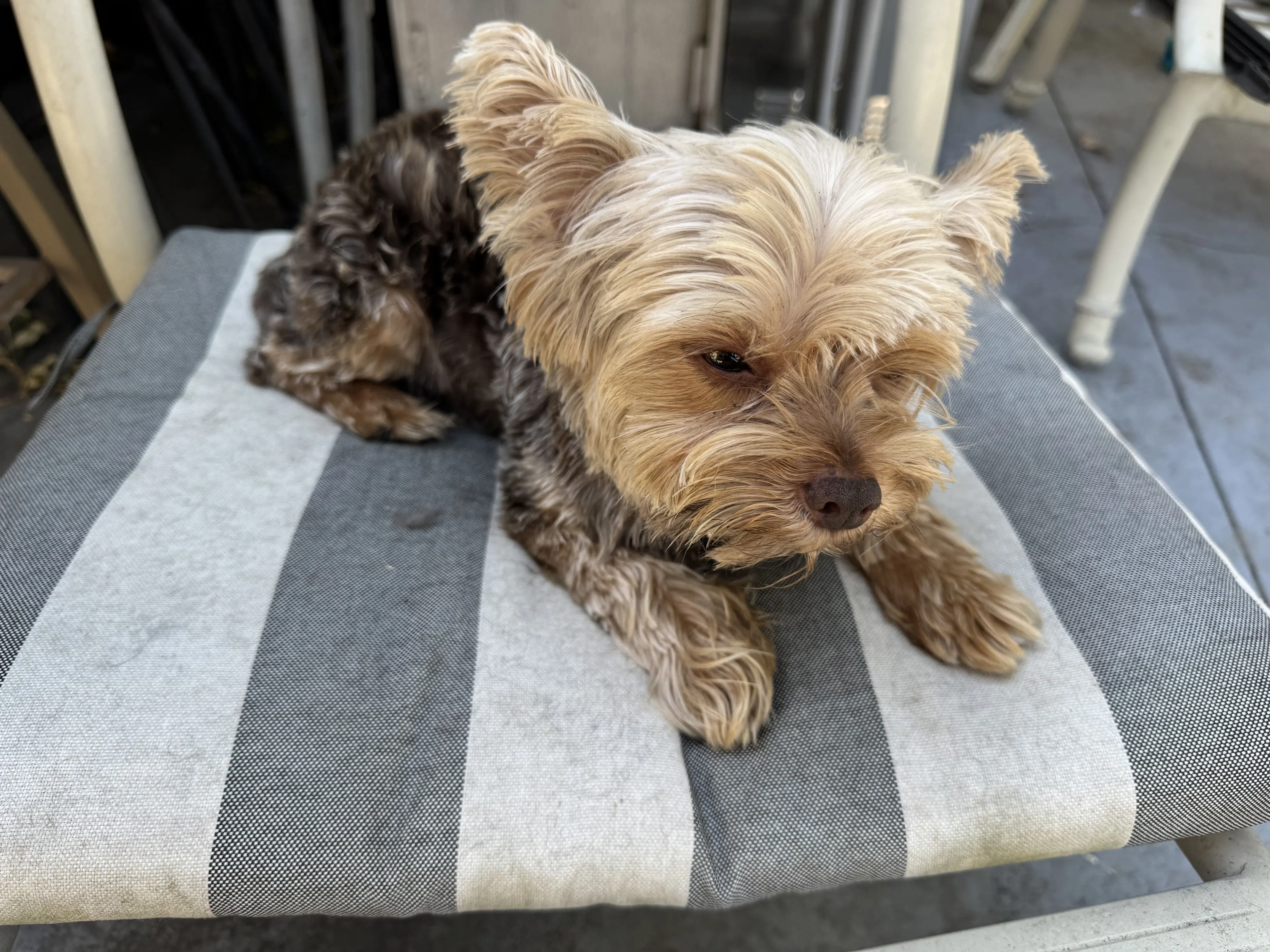Lost pet-1
