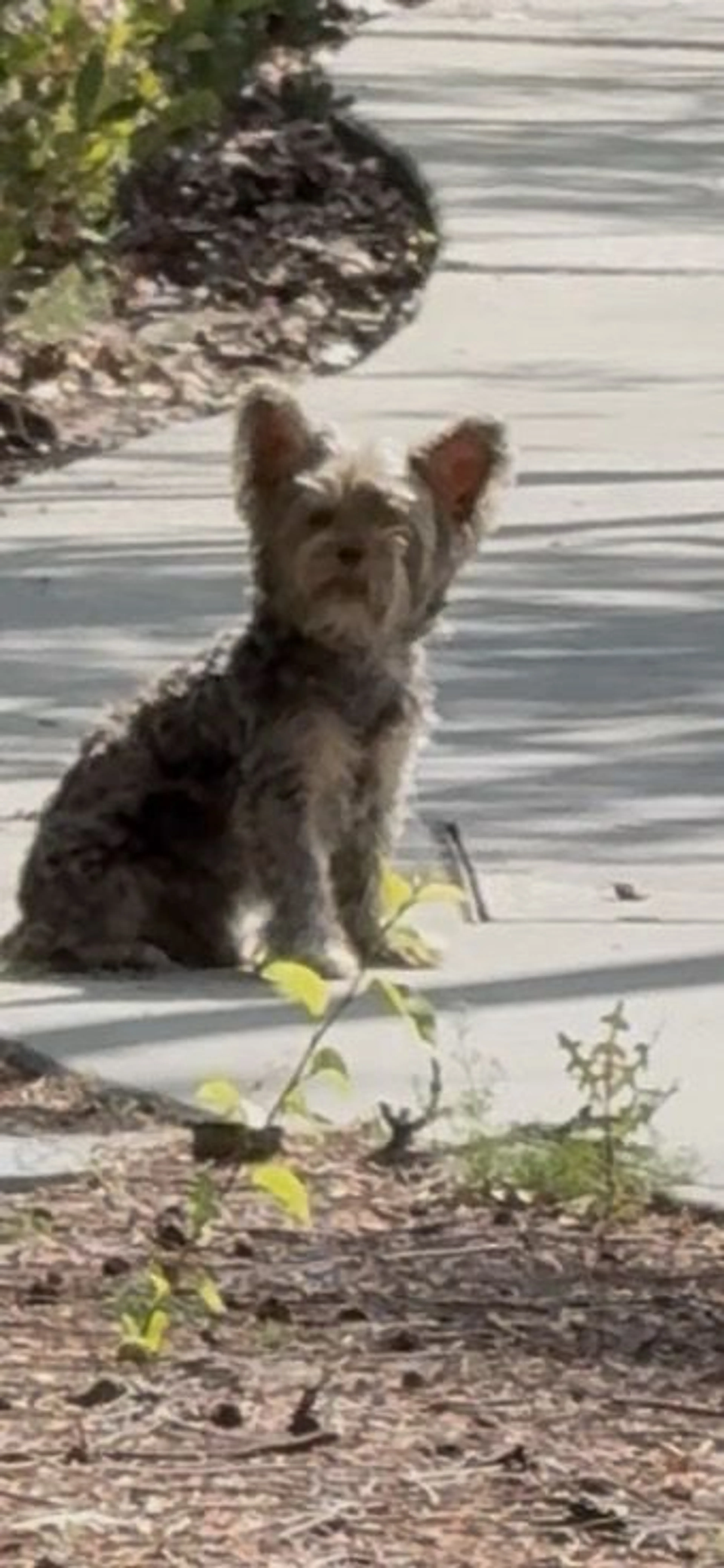 Lost pet-2