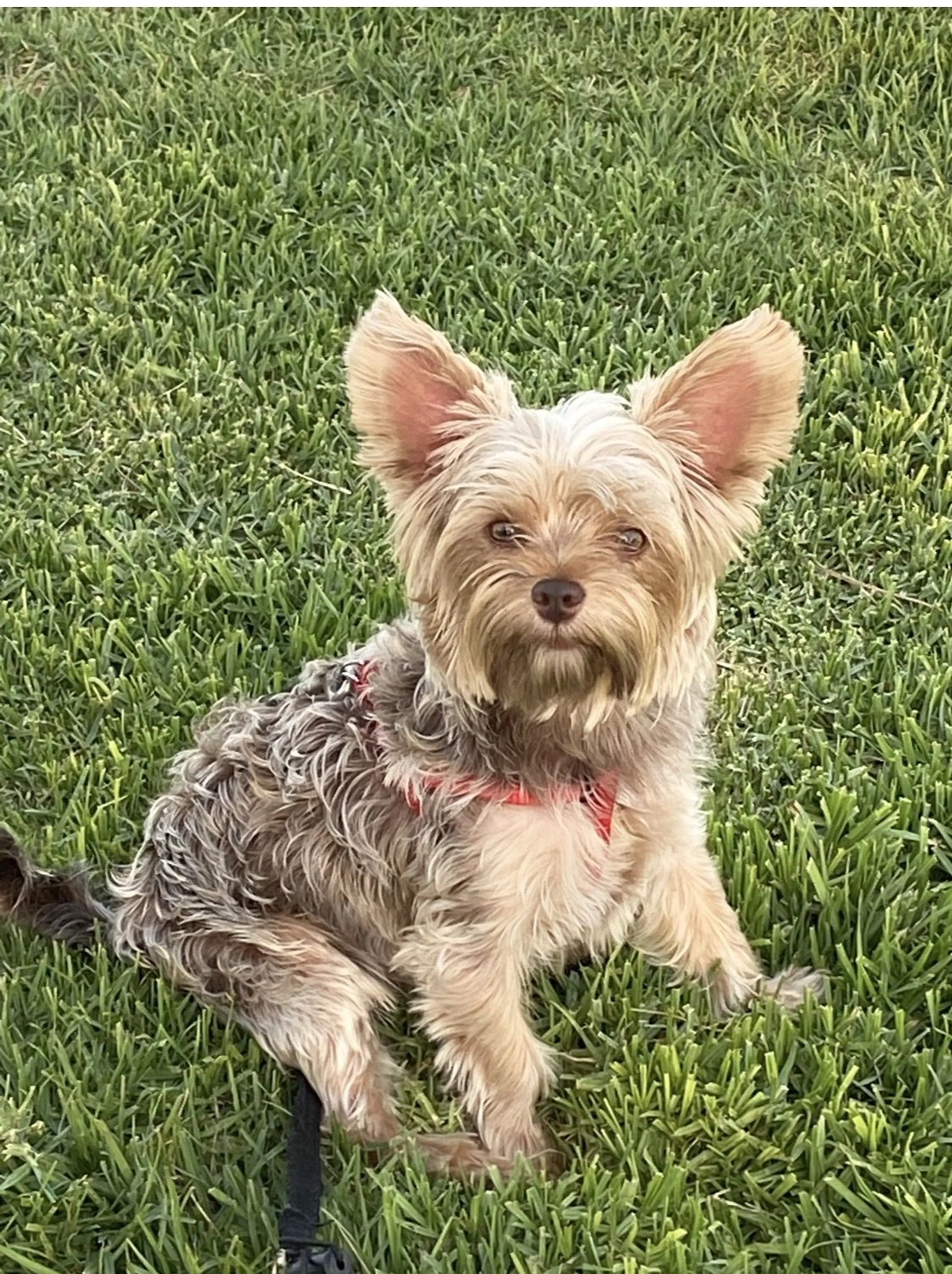 Lost pet-0