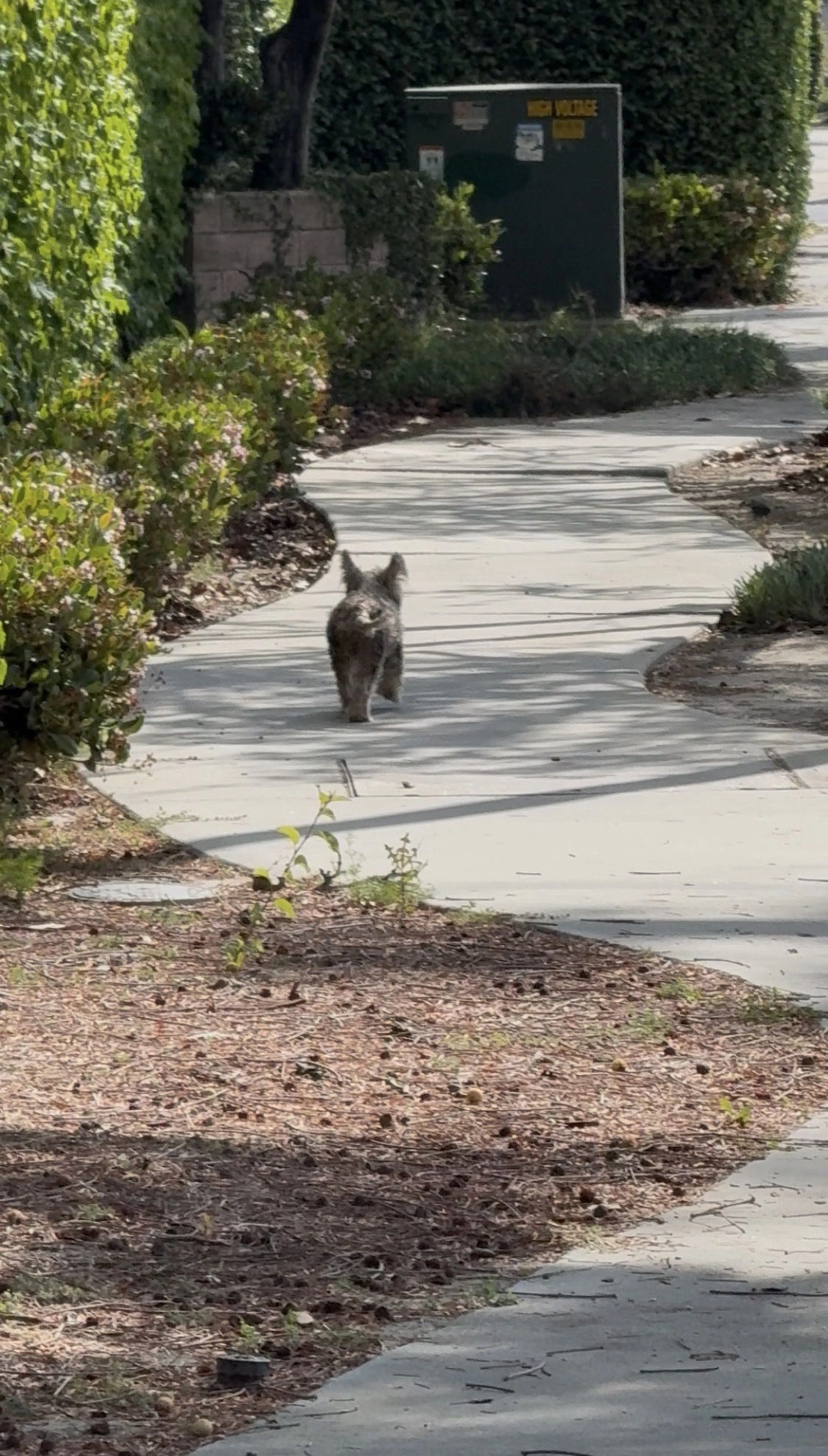 Lost pet-3
