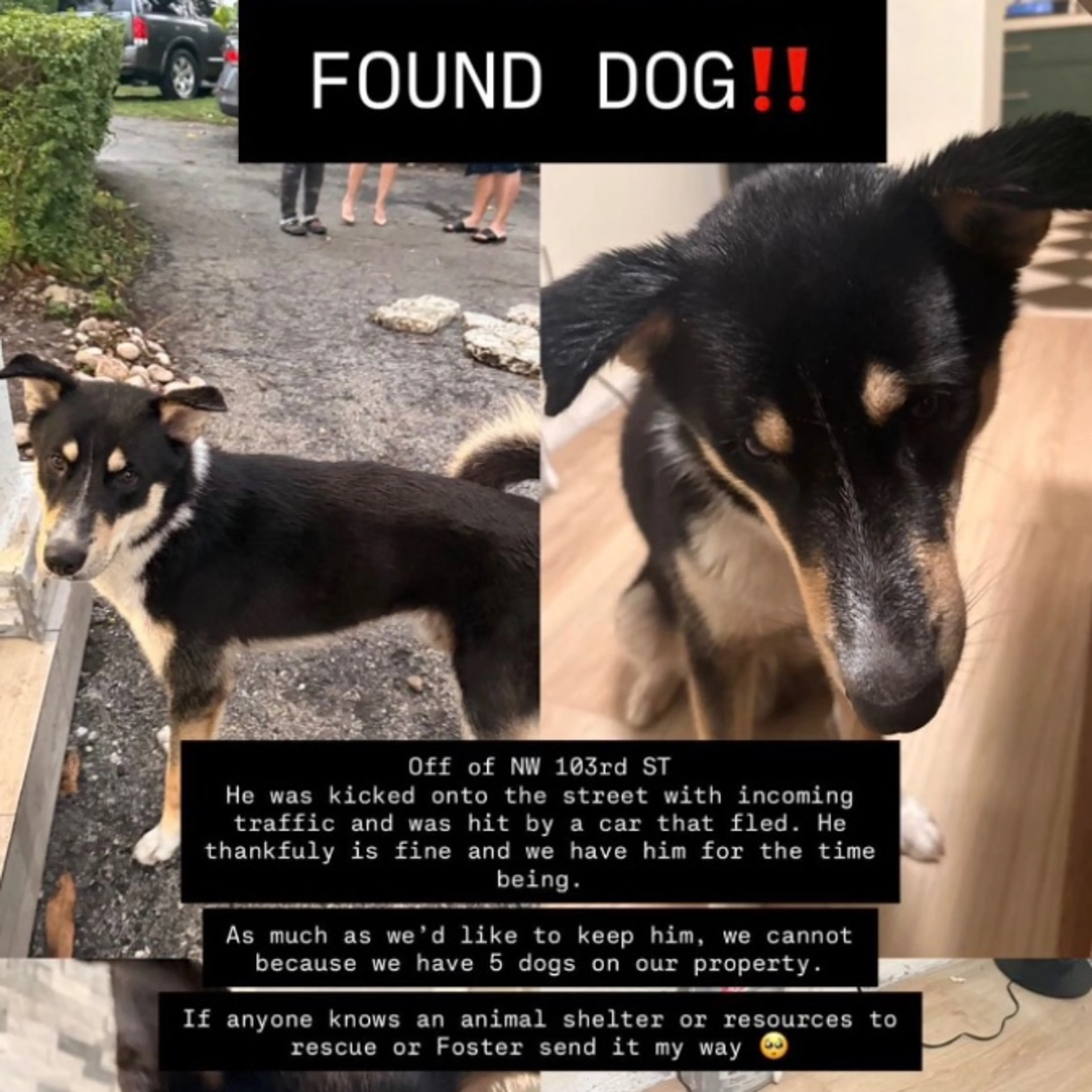 Found pet