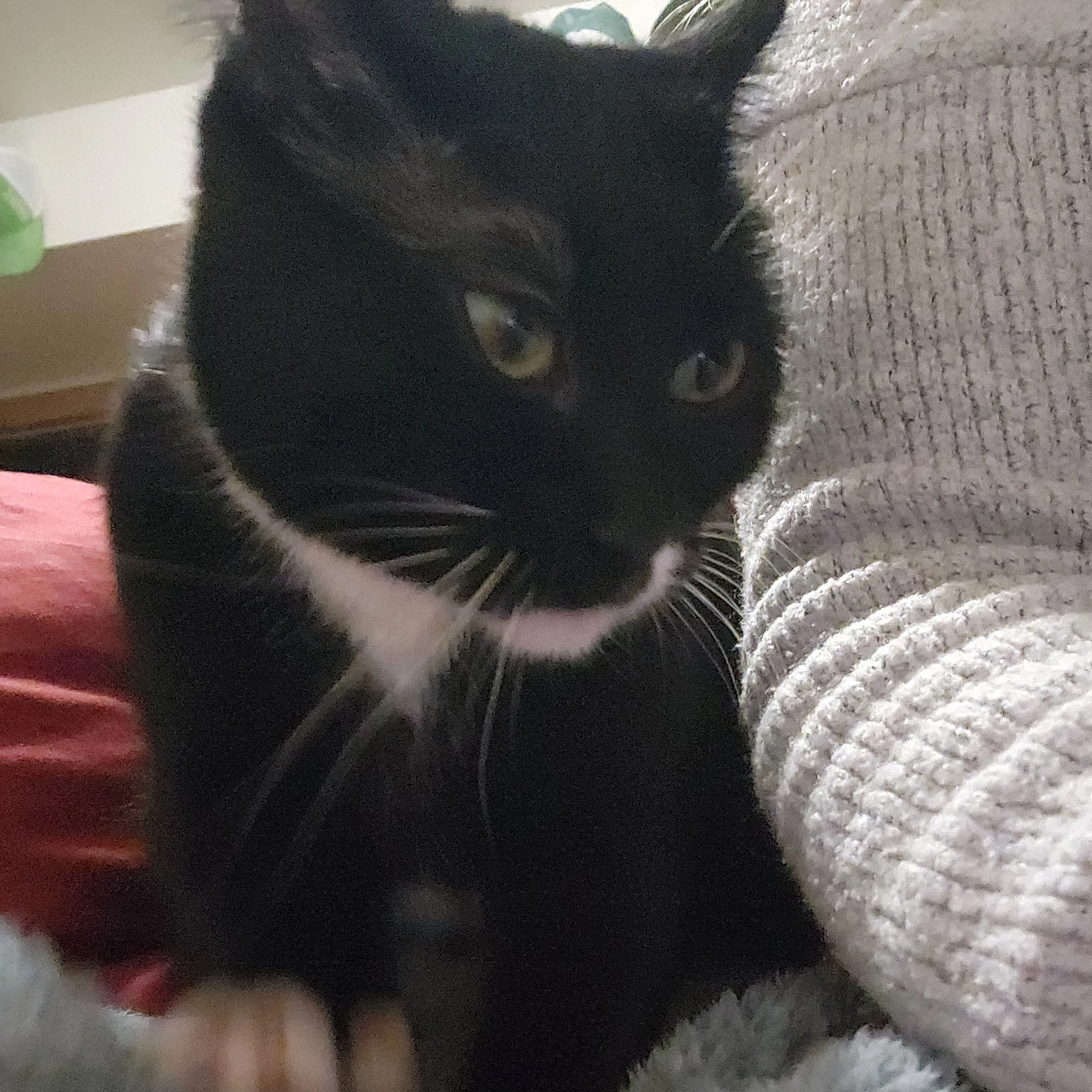 Lost pet-2