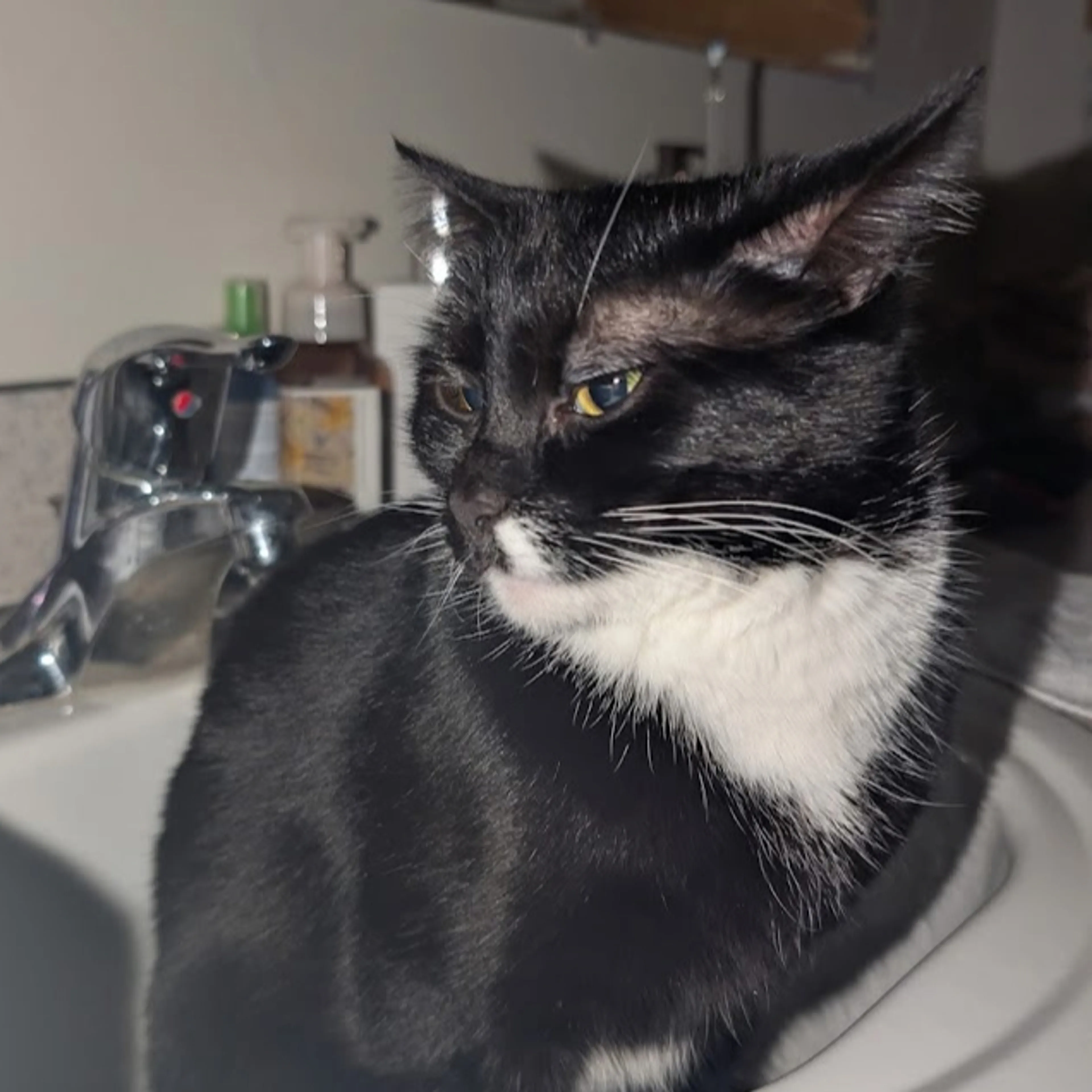 Lost pet-3