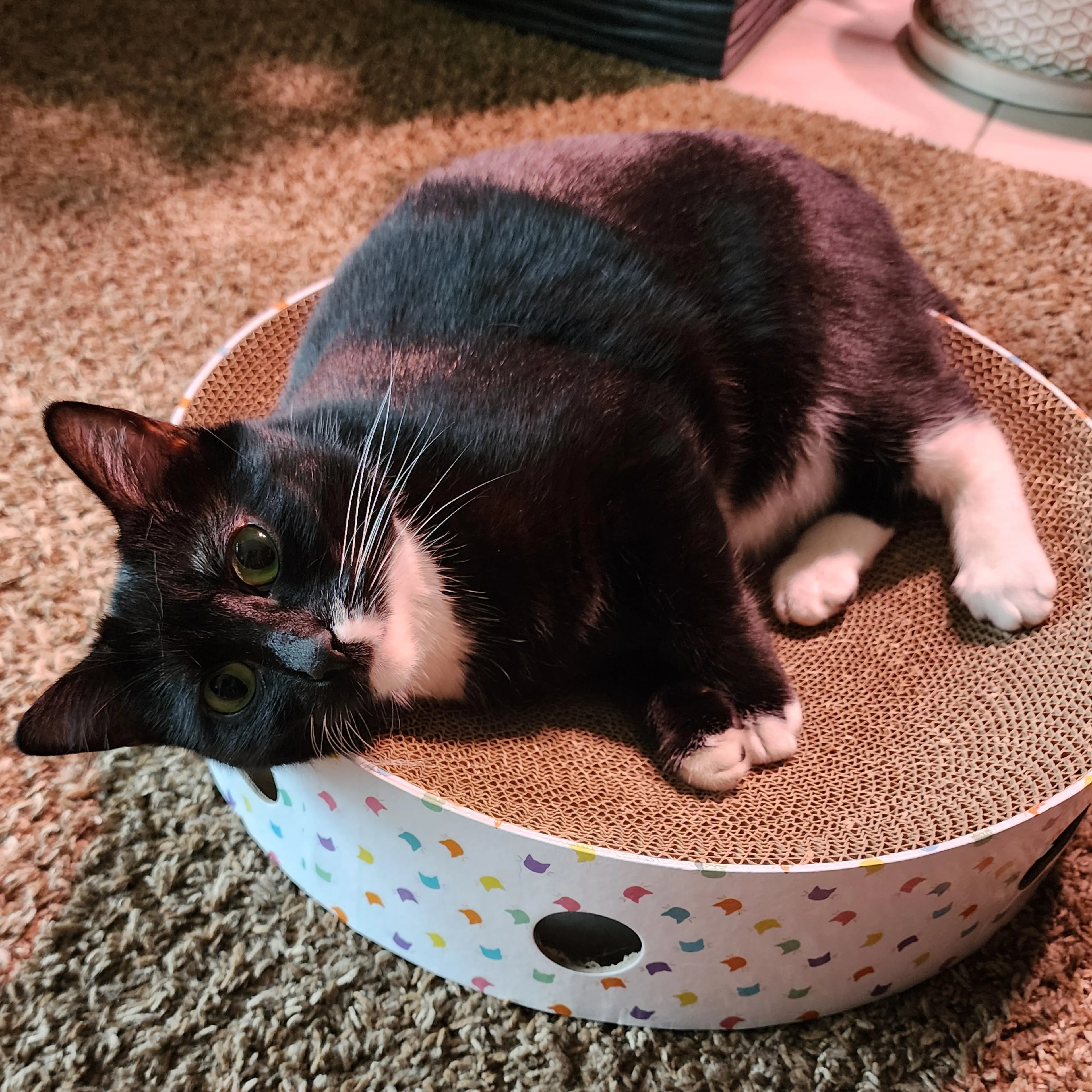 Lost pet-0
