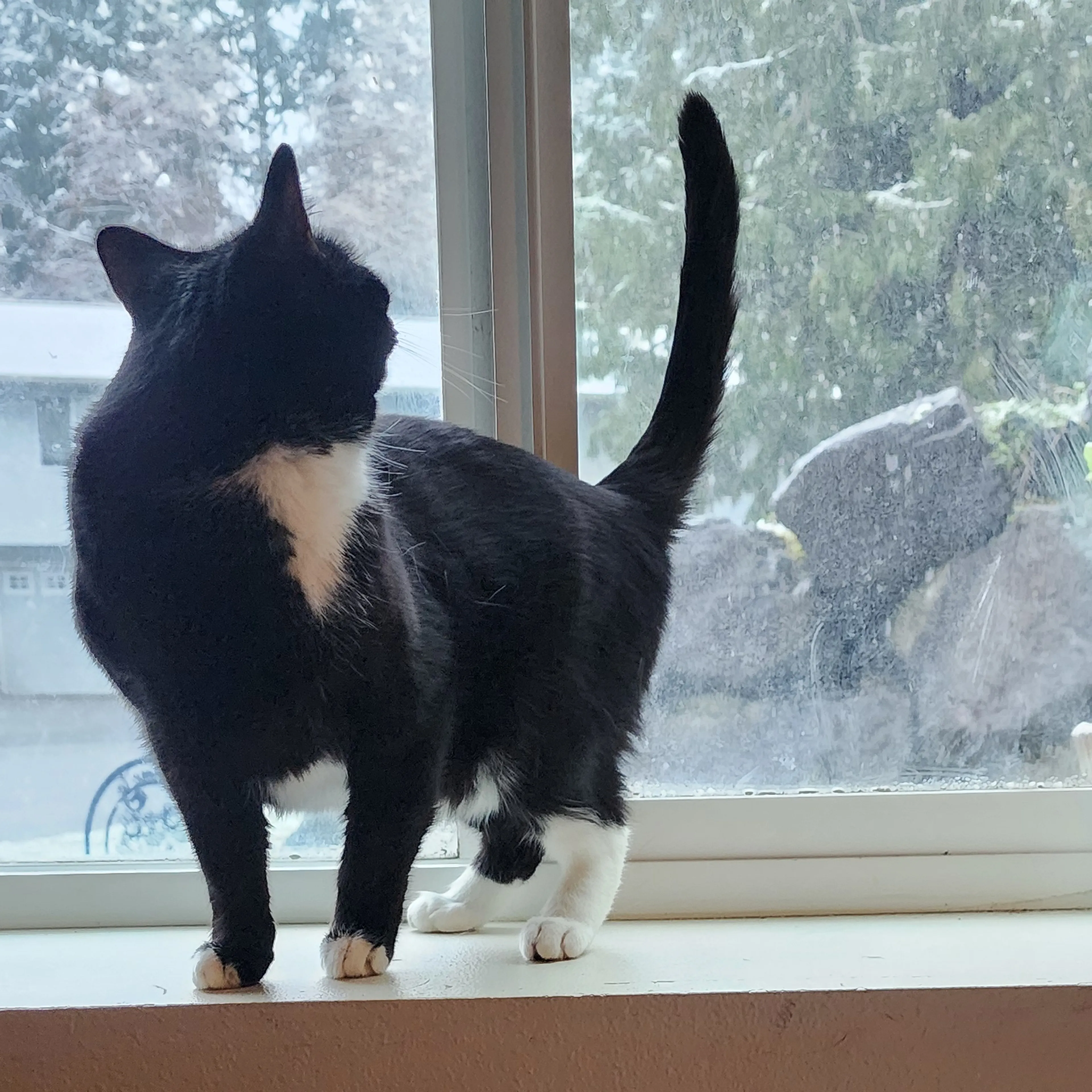 Lost pet-1