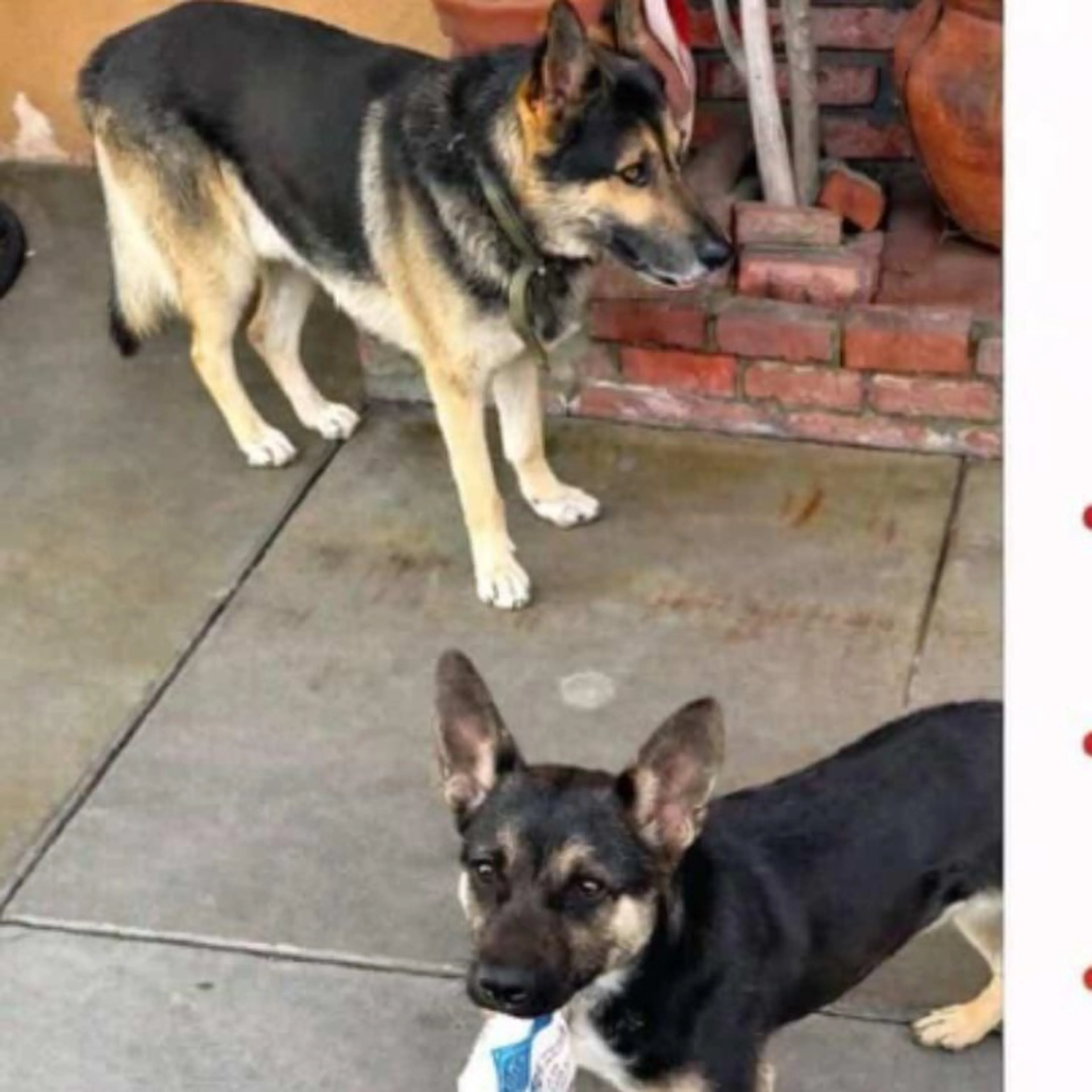 Lost pet