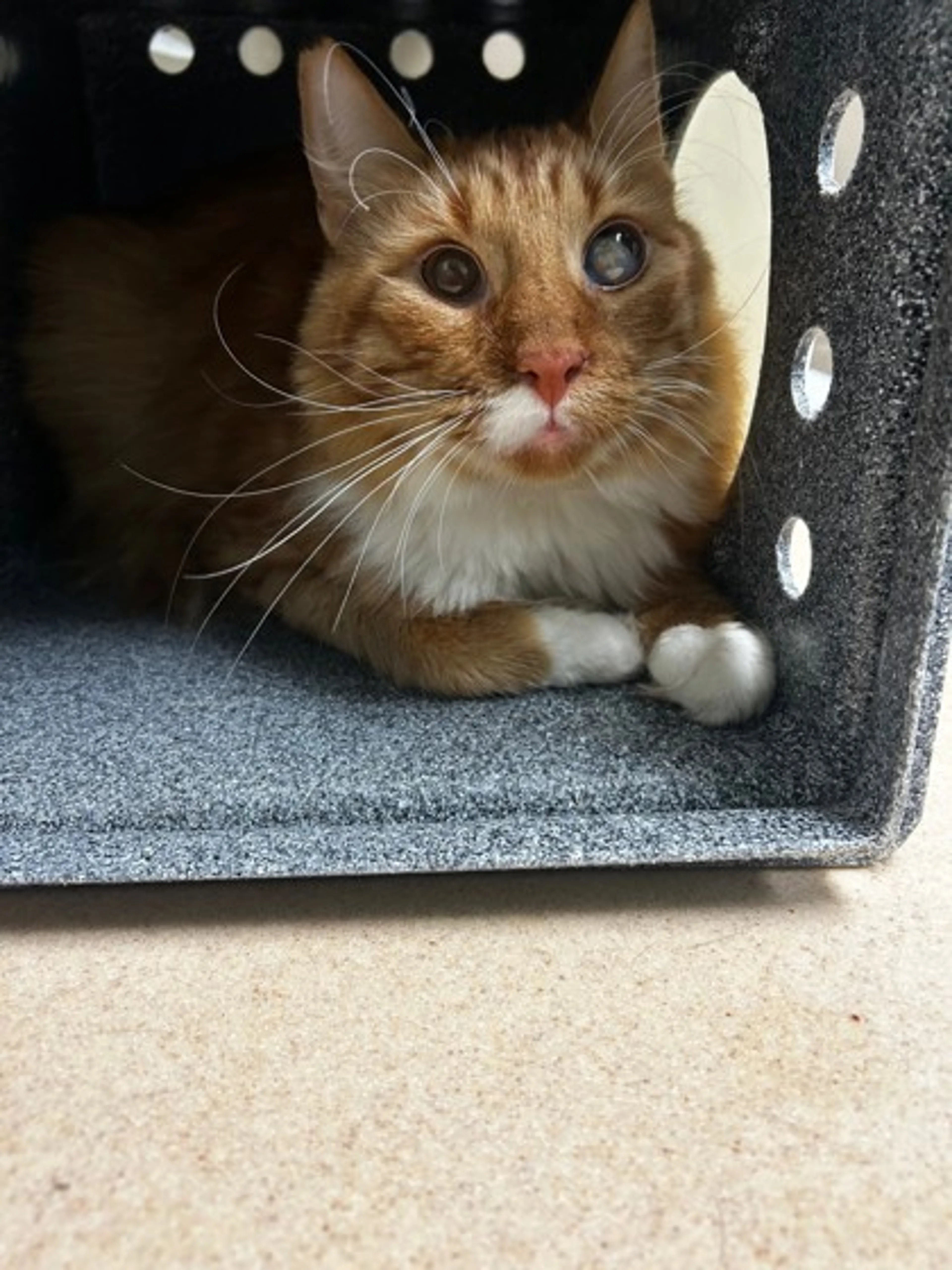 Found pet
