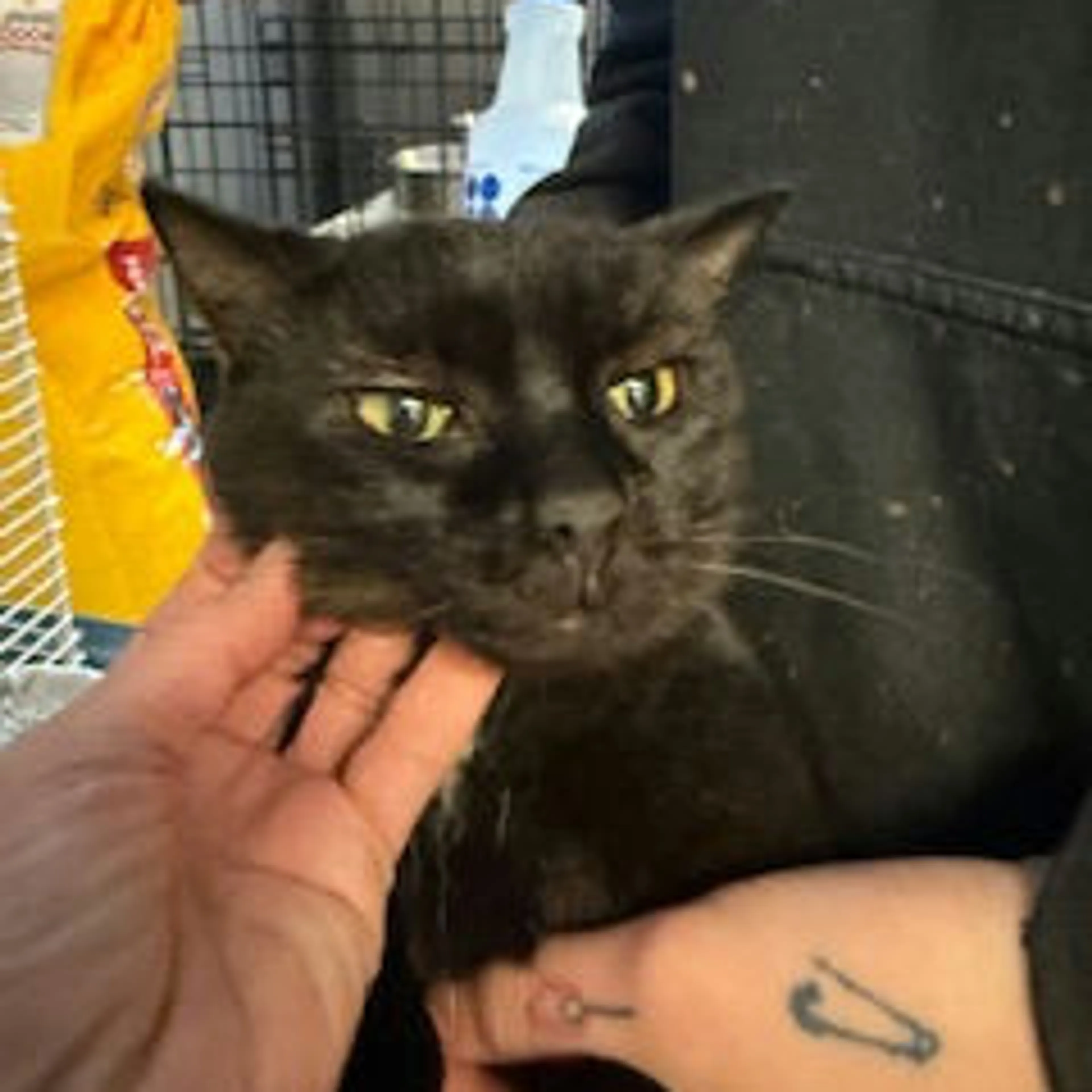 Found pet-1