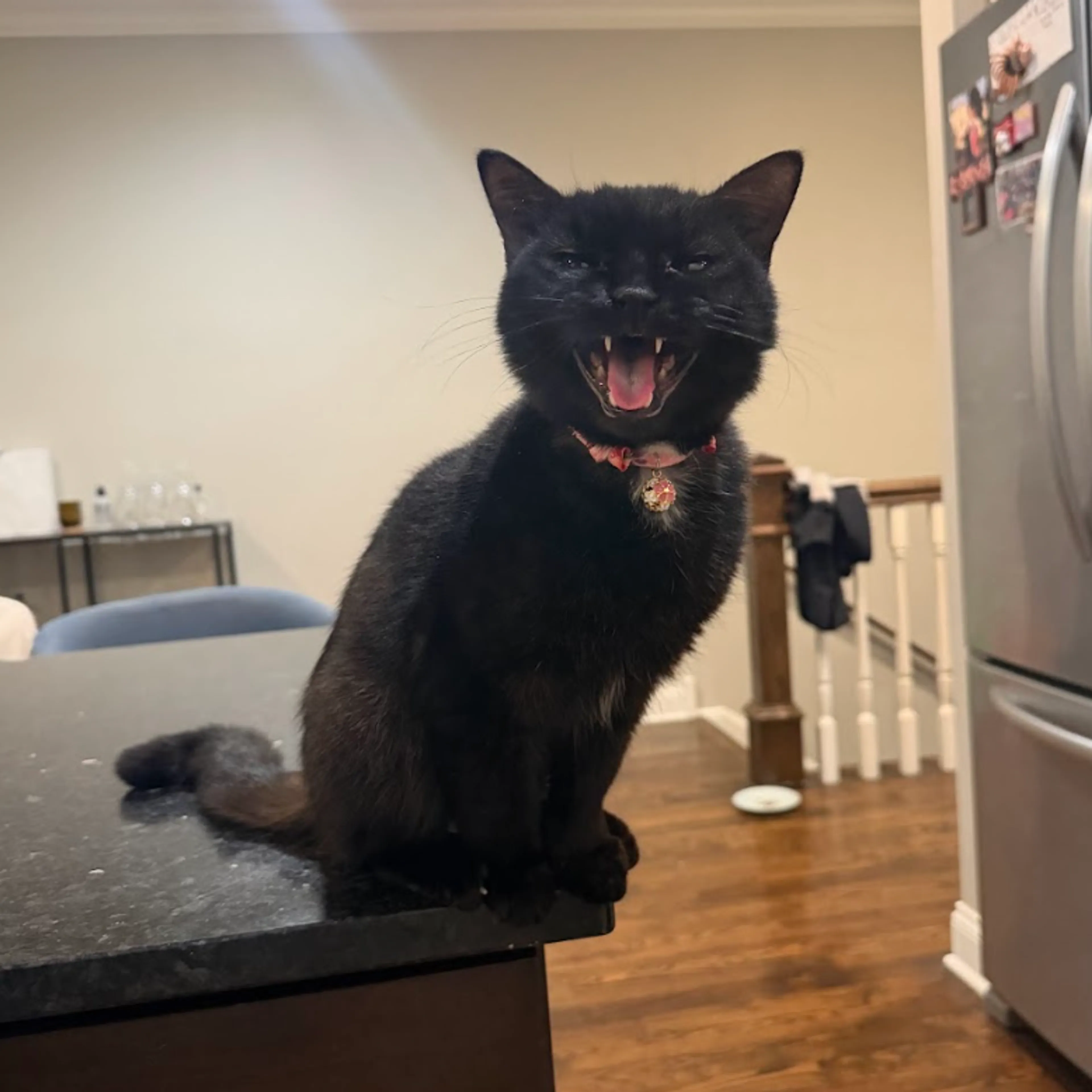 Found pet-4