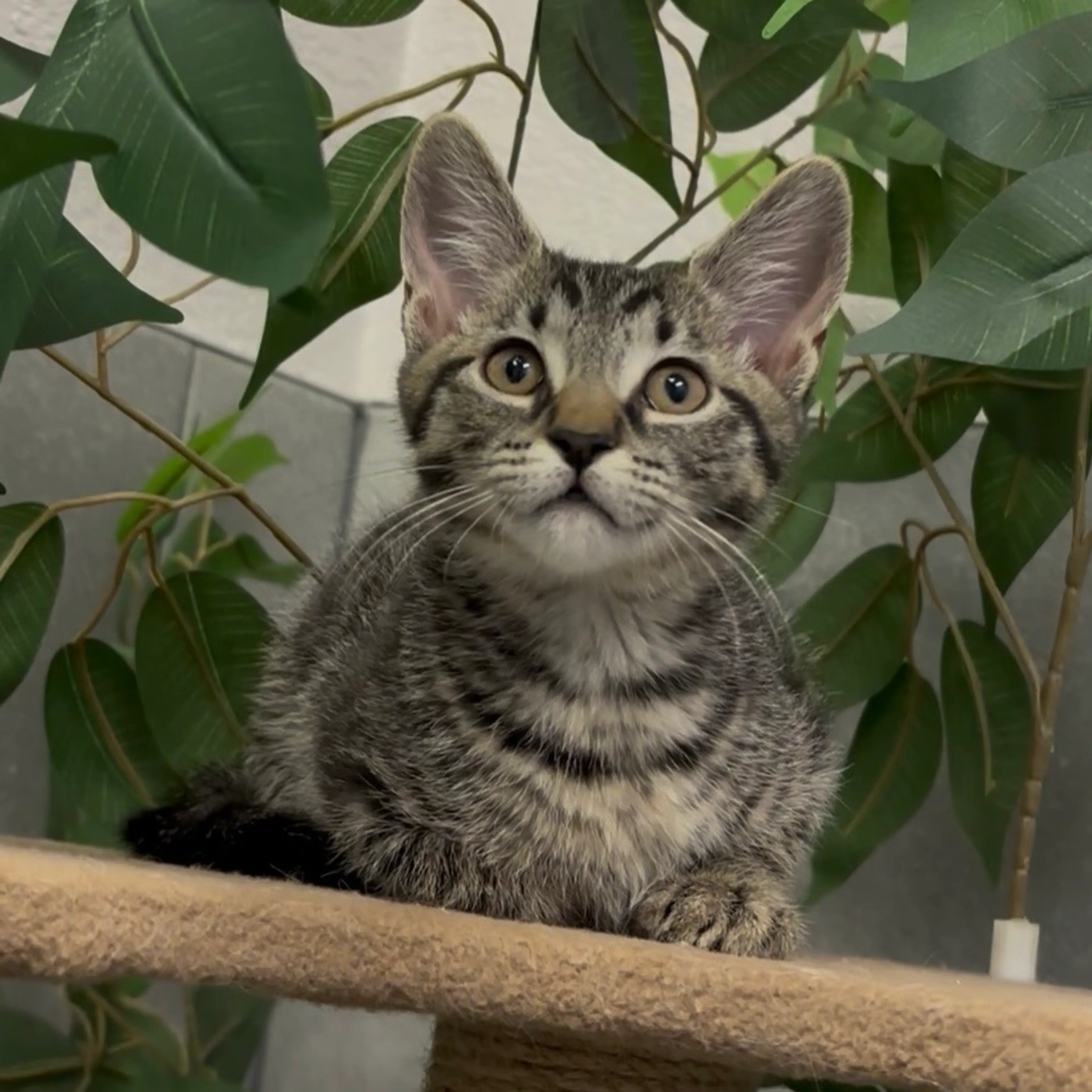 Found pet-9