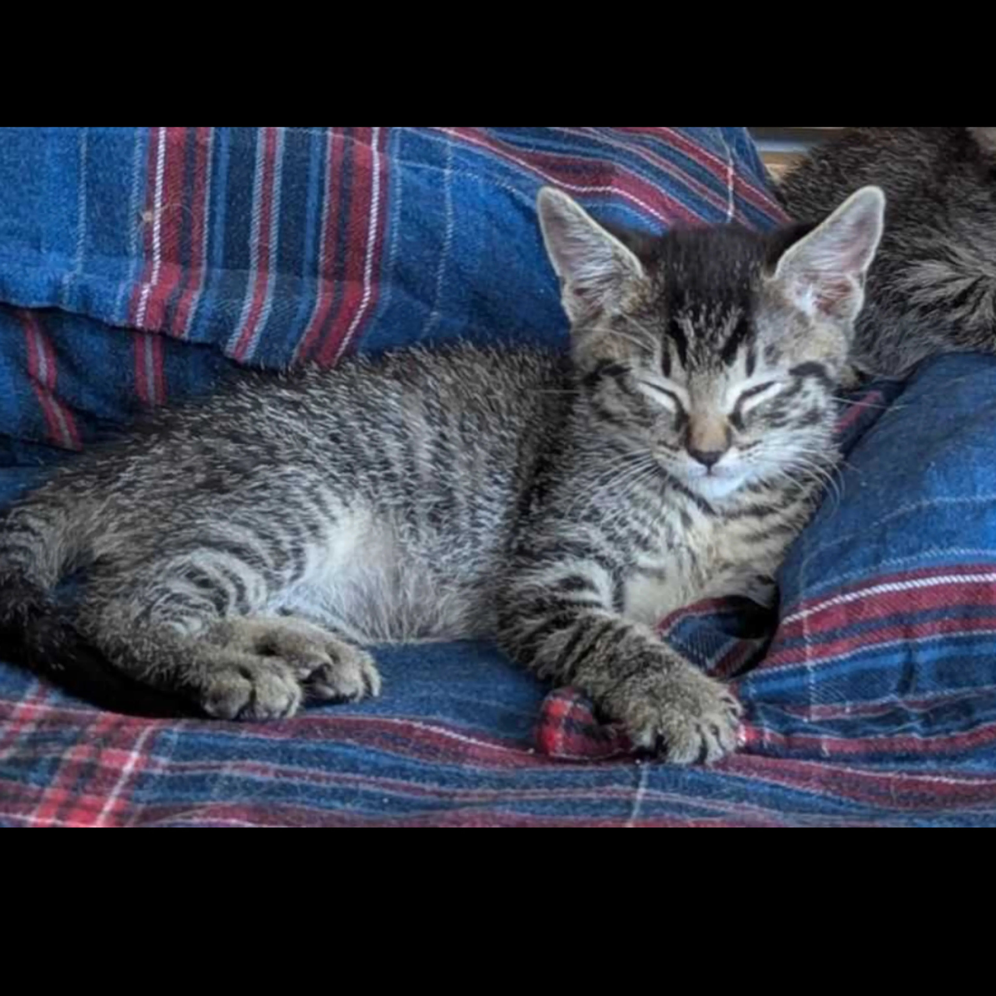 Found pet-6