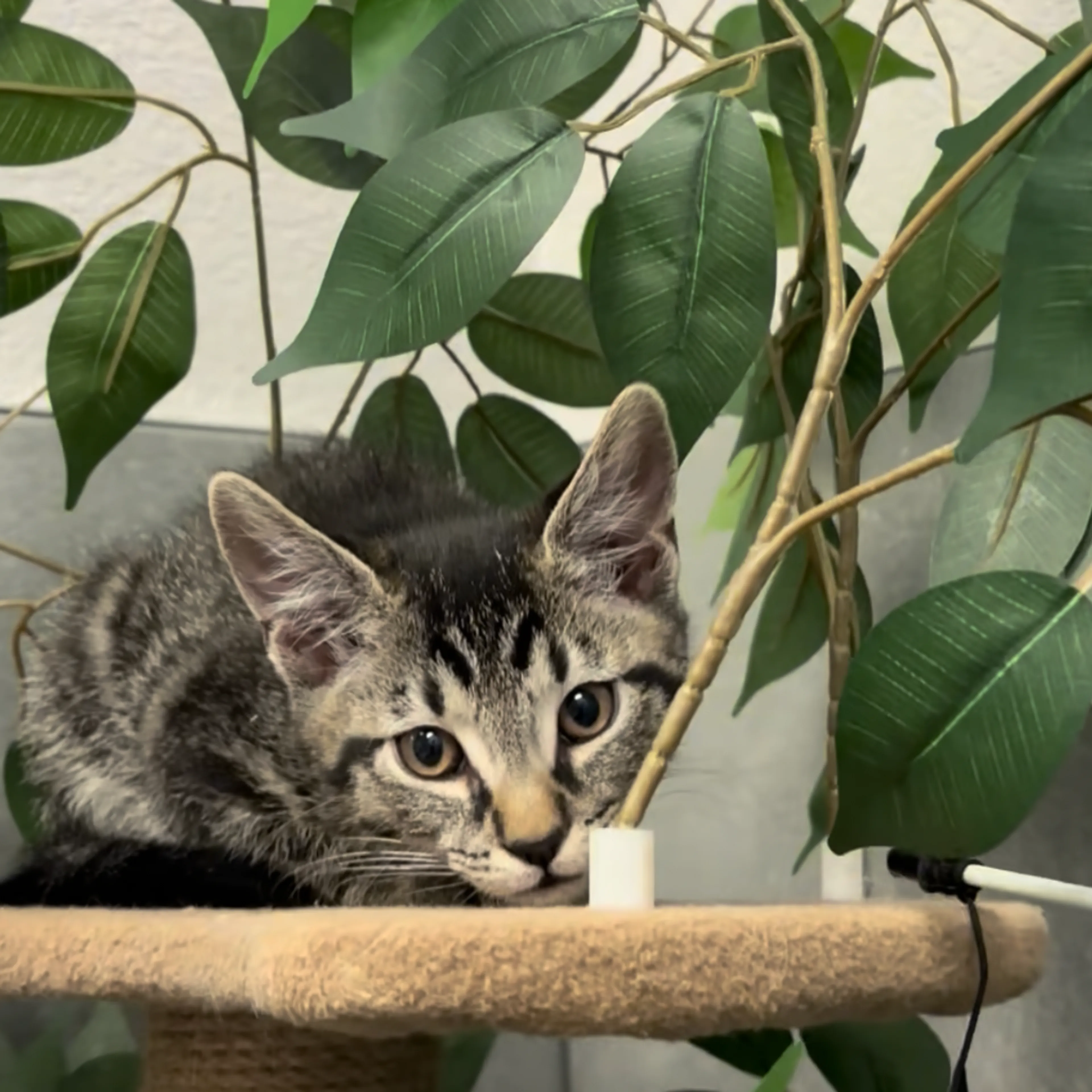 Found pet-11