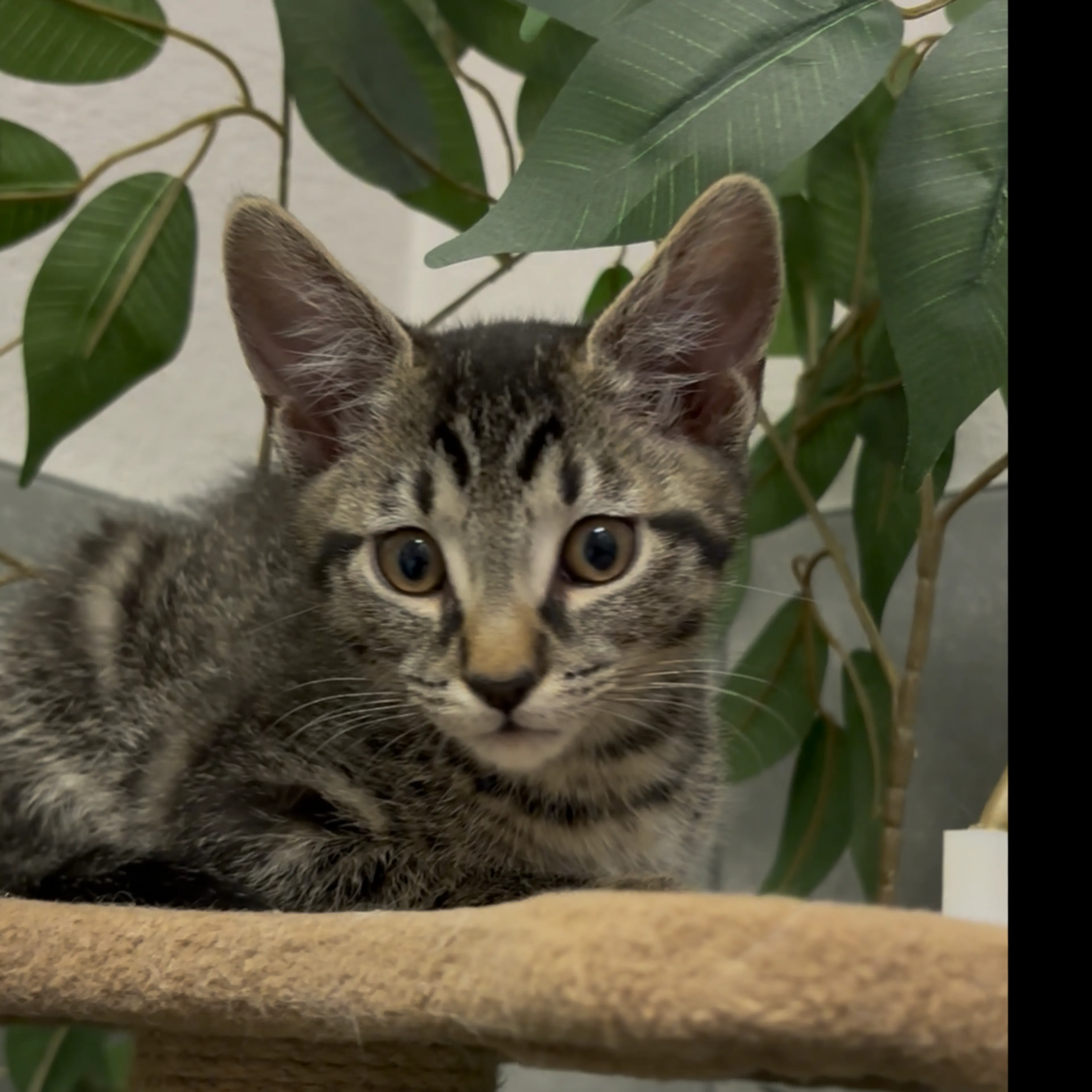 Found pet-13