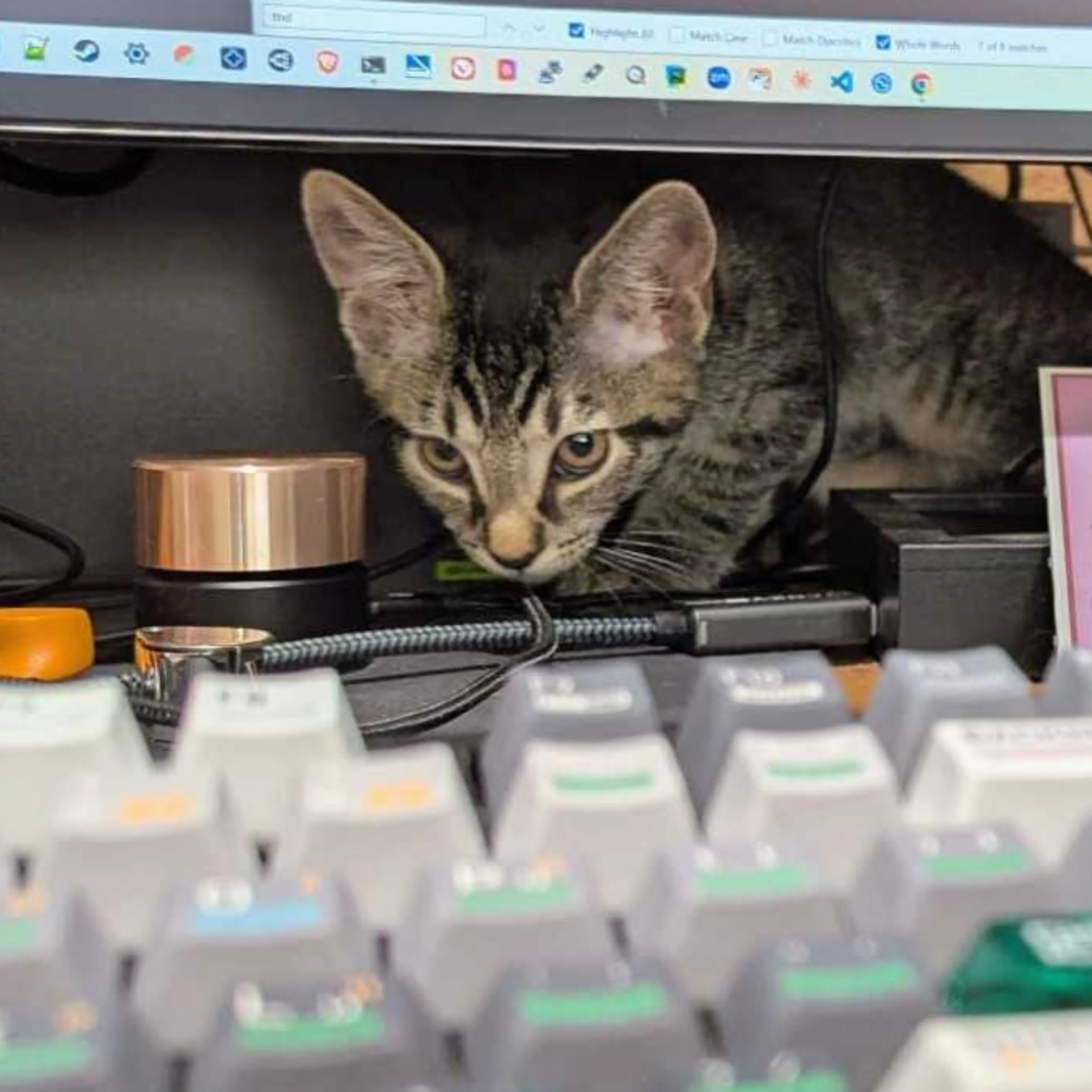 Found pet-15