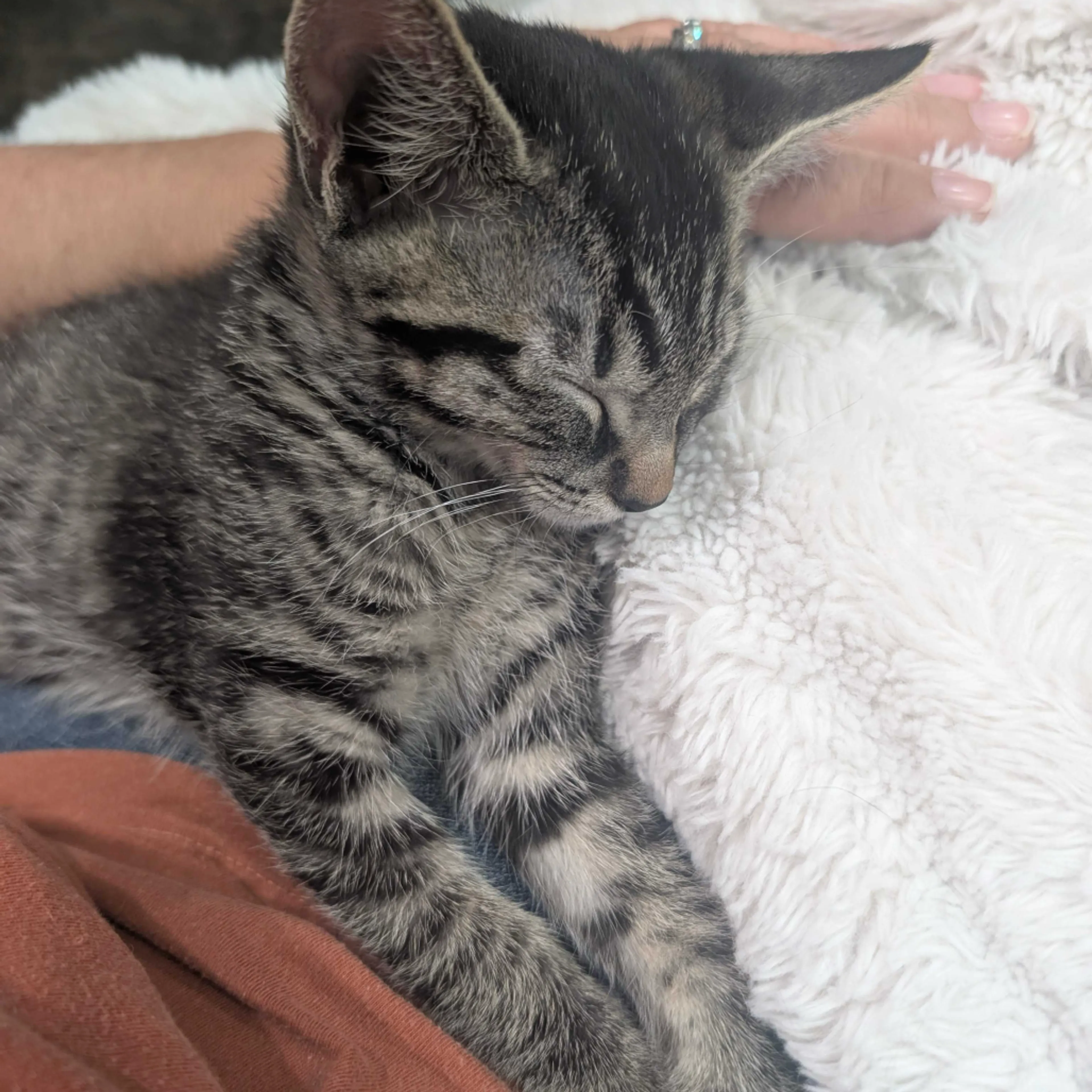 Found pet-17