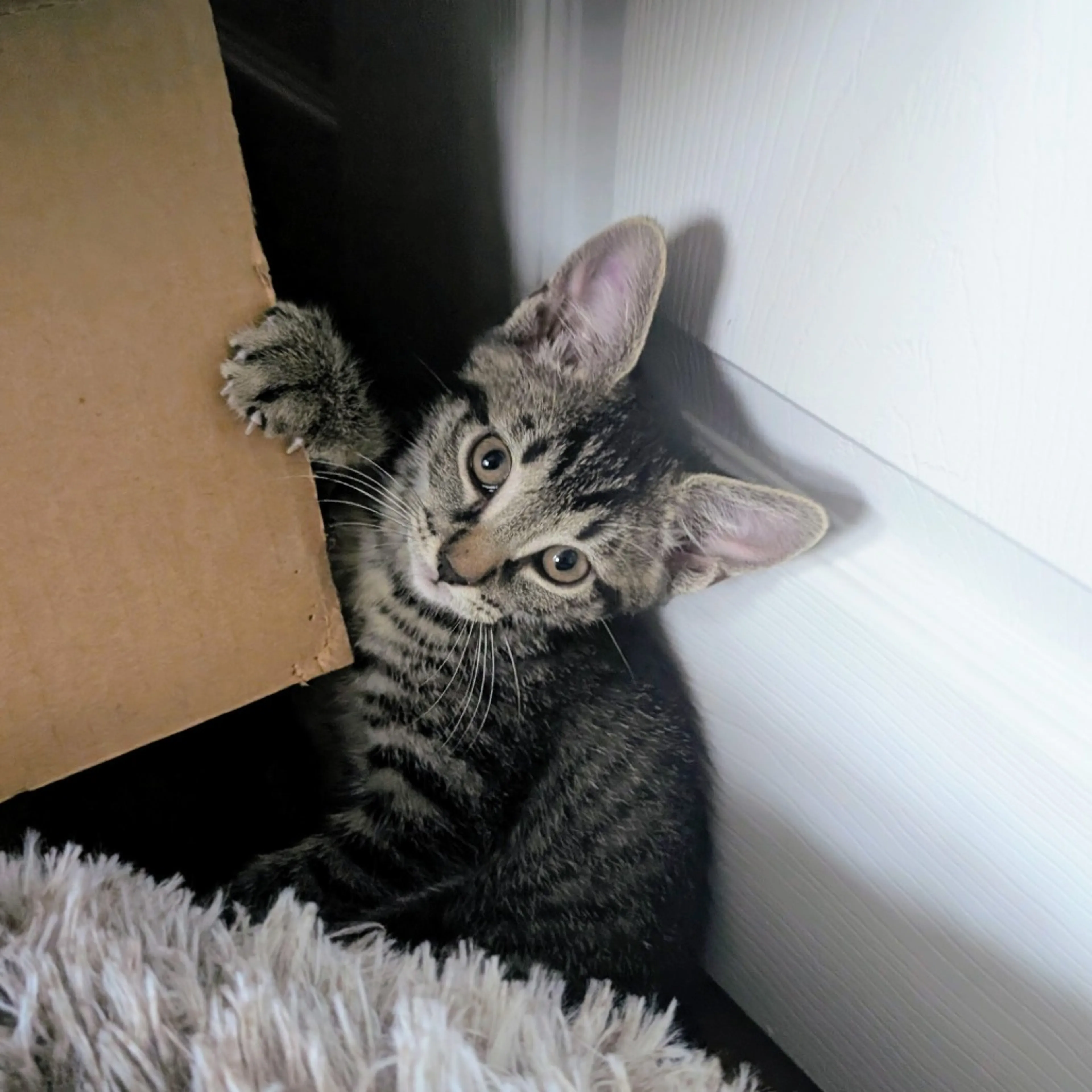 Found pet-2