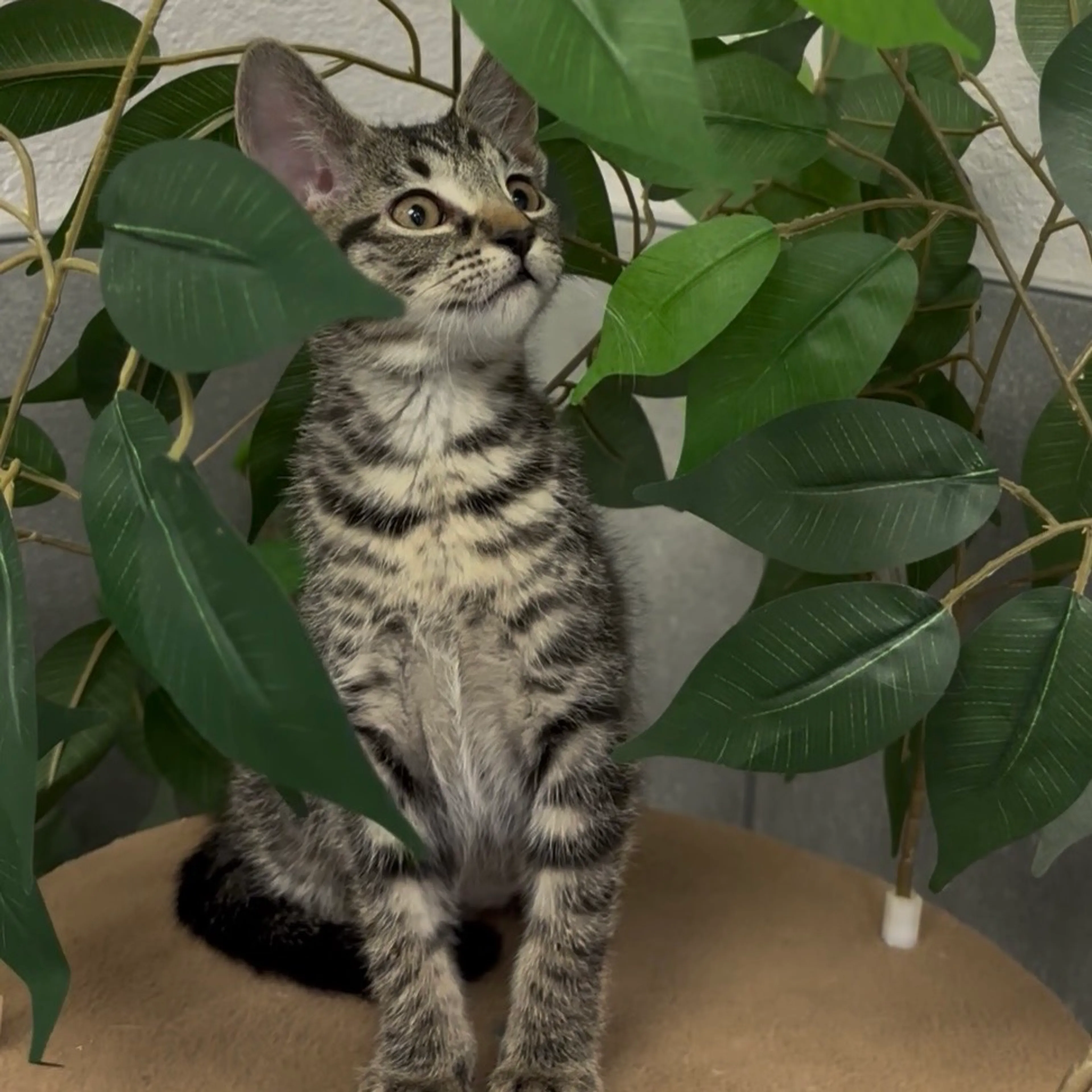 Found pet-10