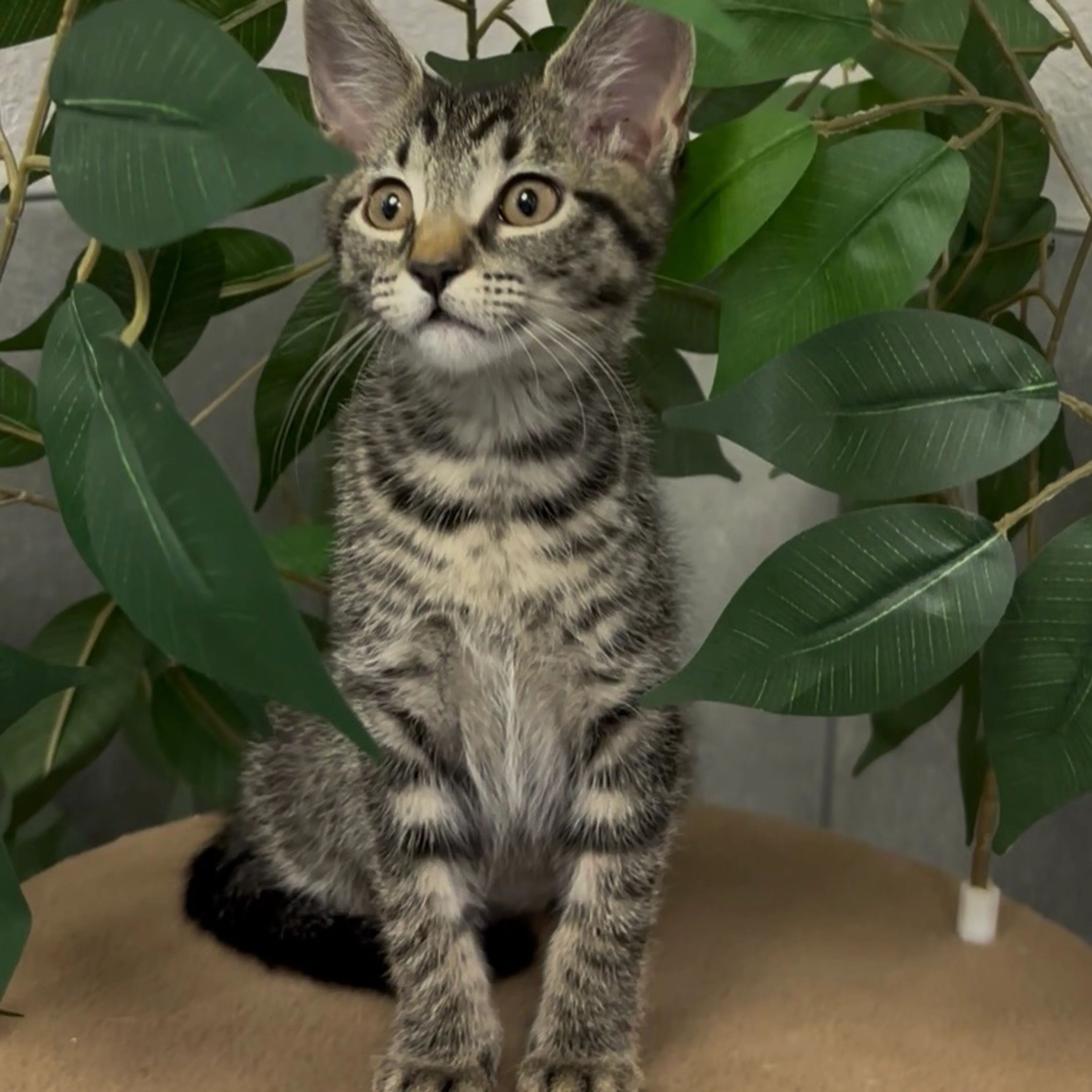 Found pet-5