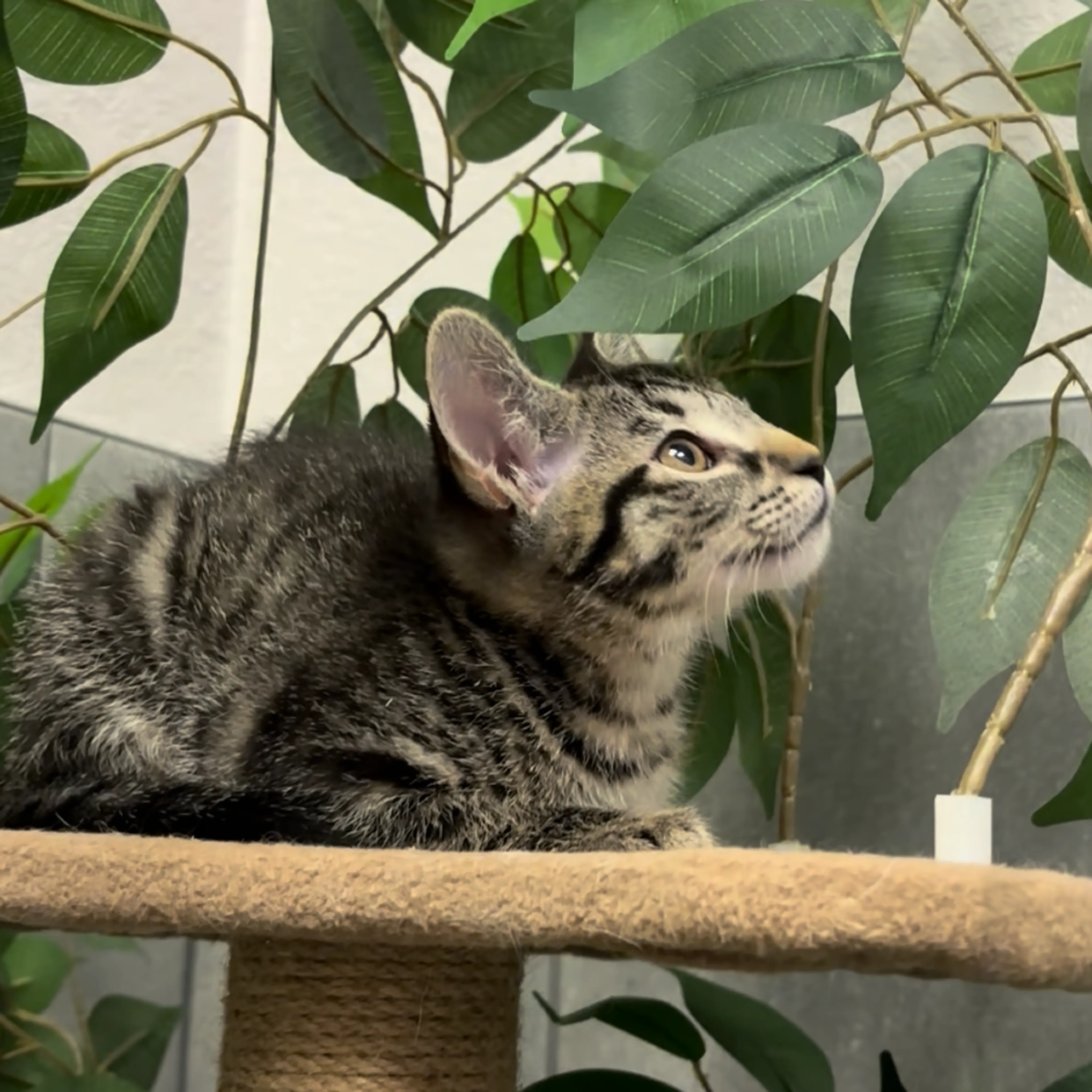 Found pet-7
