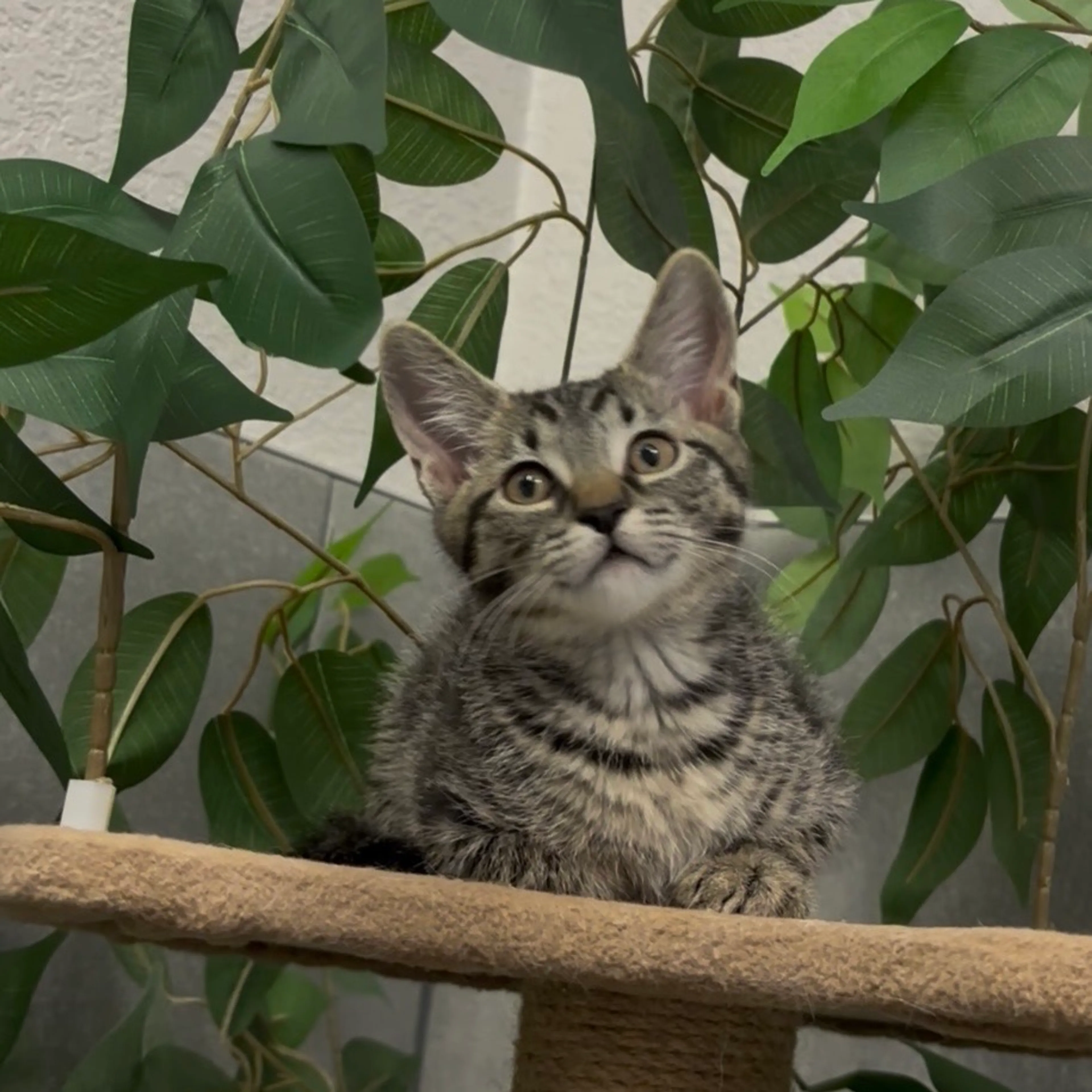 Found pet-3