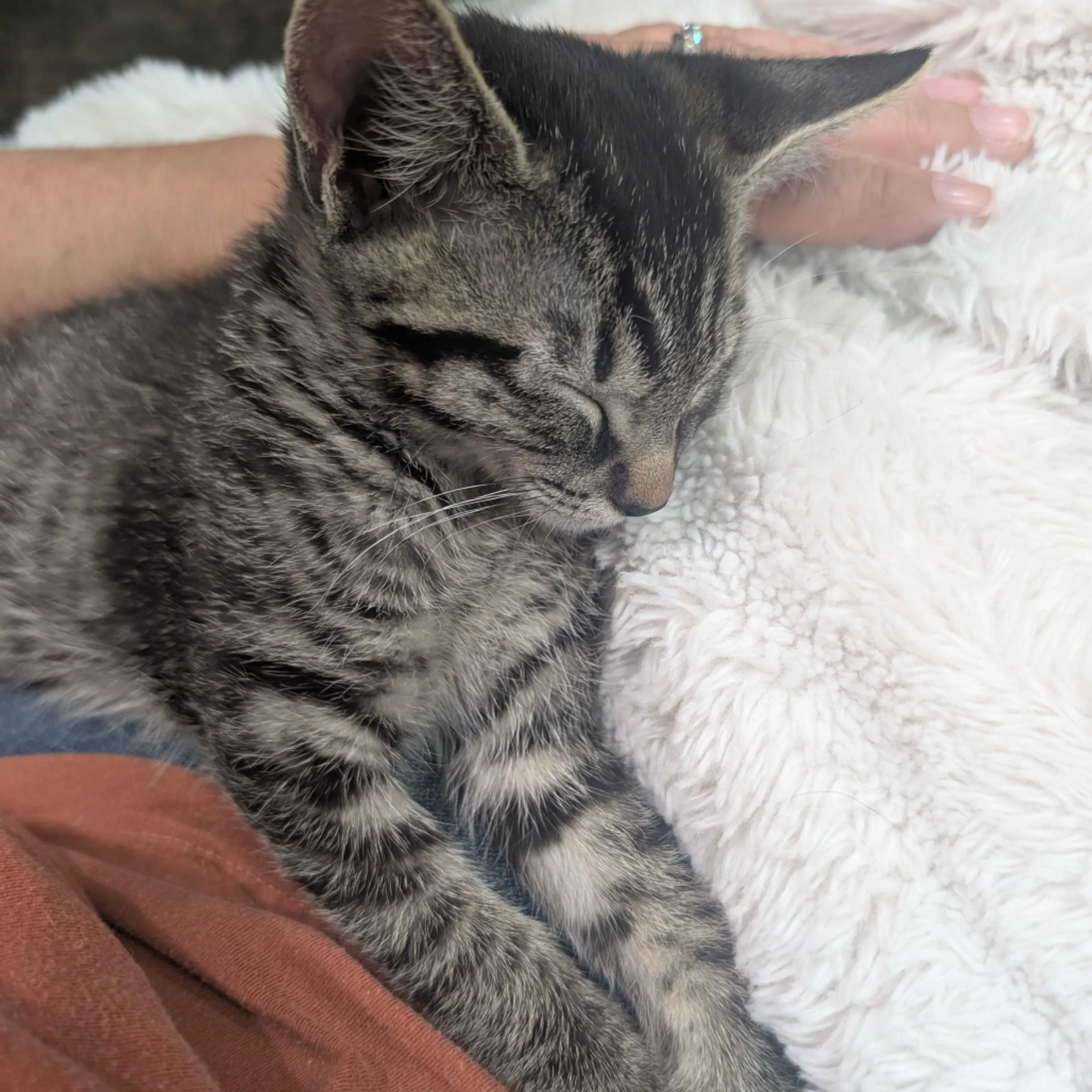 Found pet-16