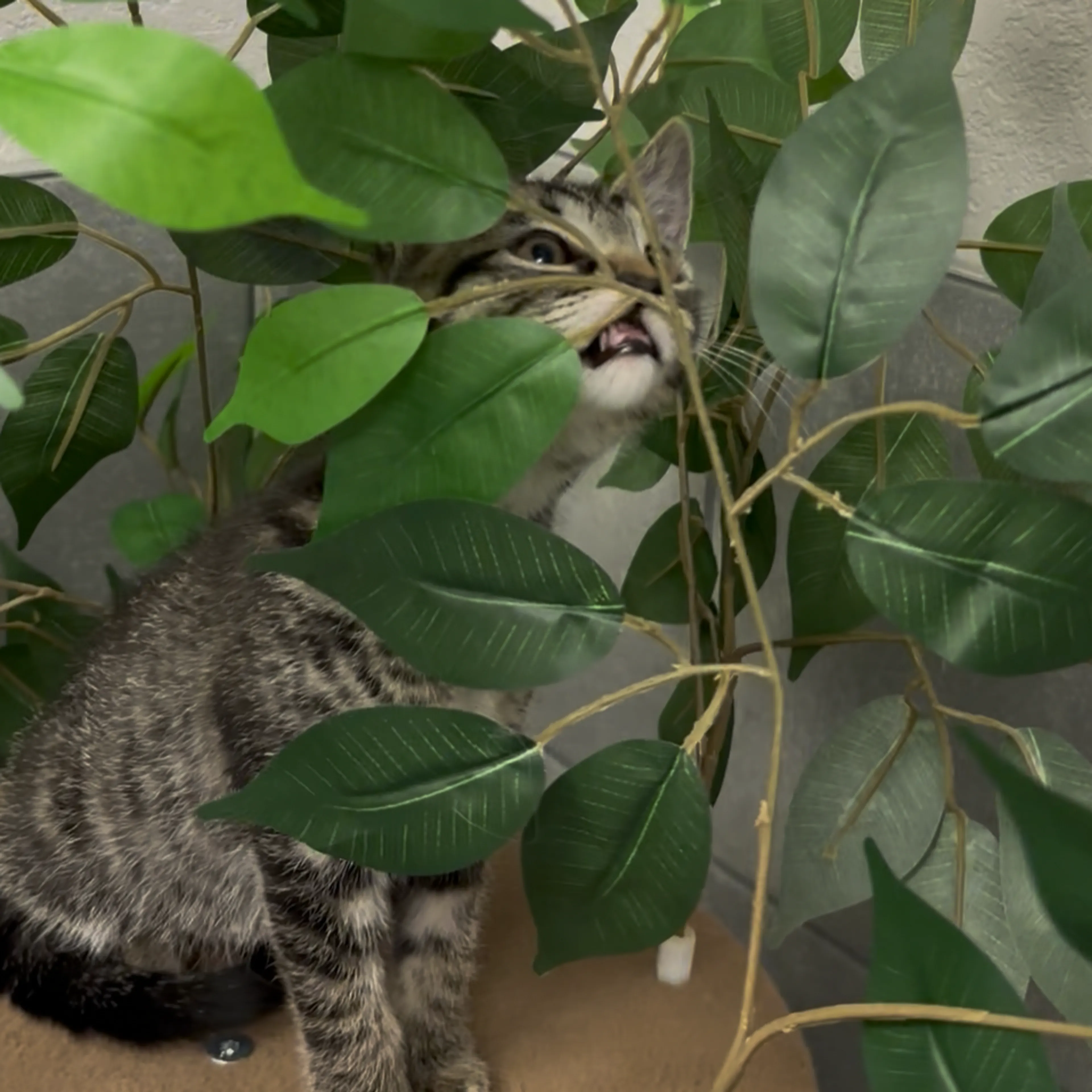 Found pet-1