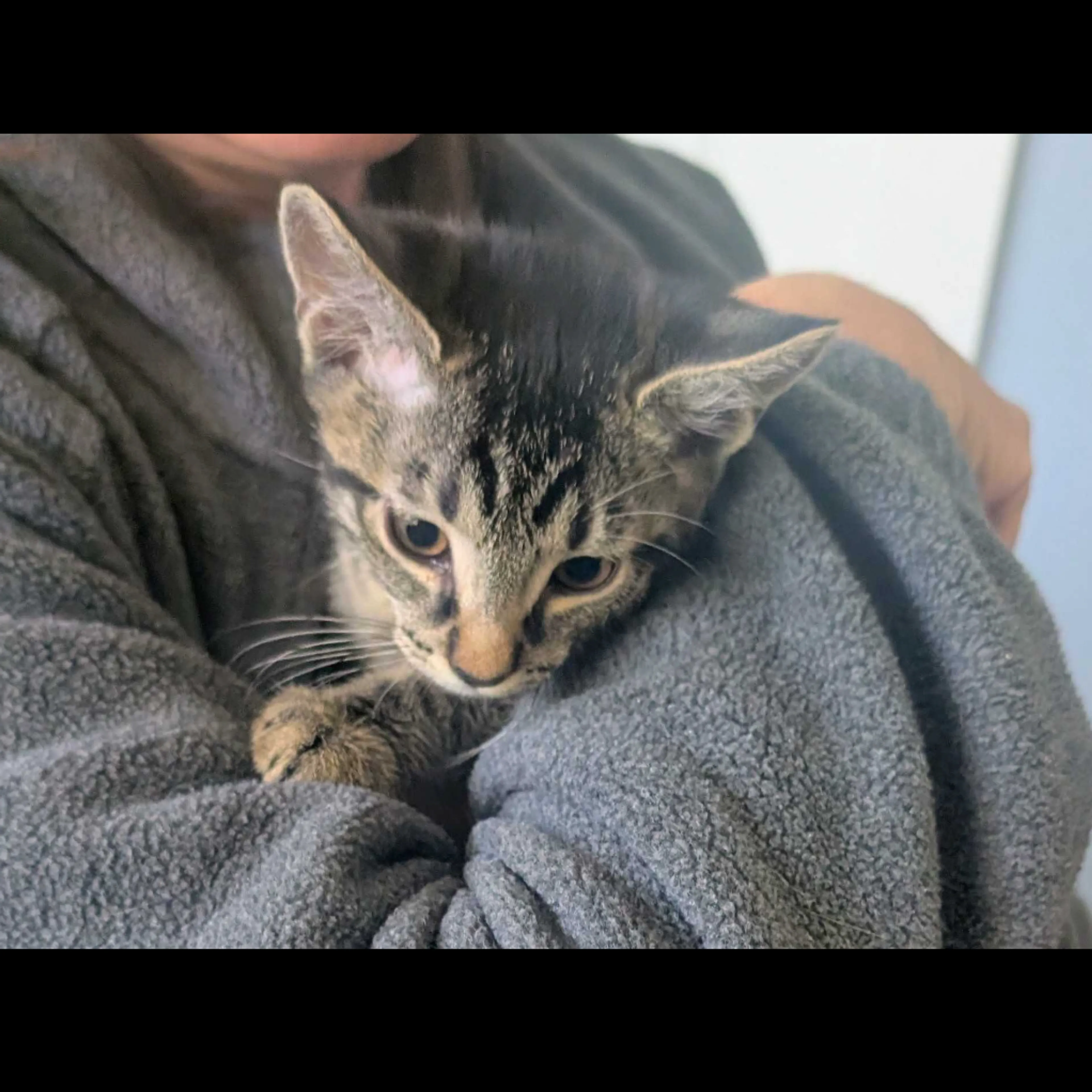 Found pet-8