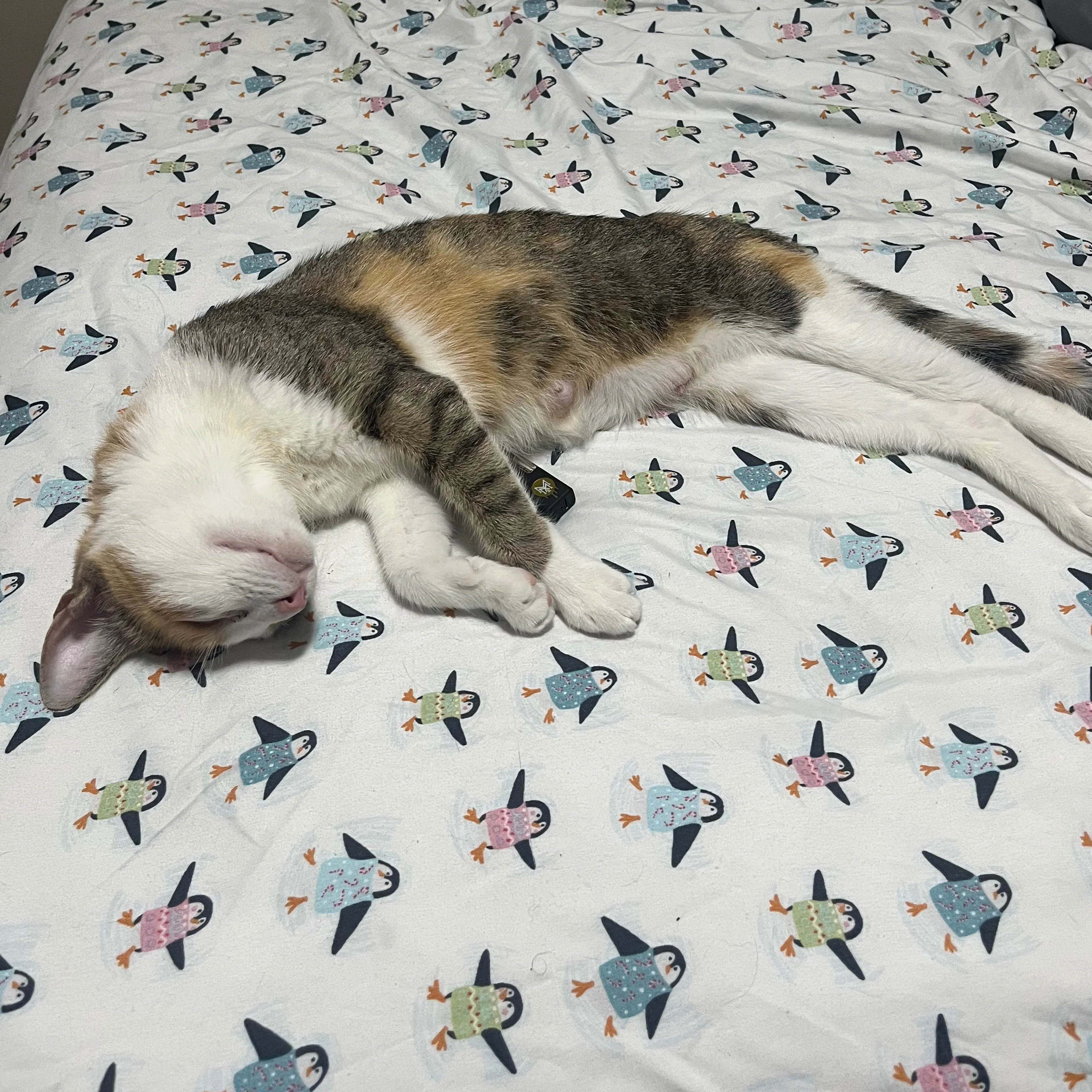 Lost pet-1