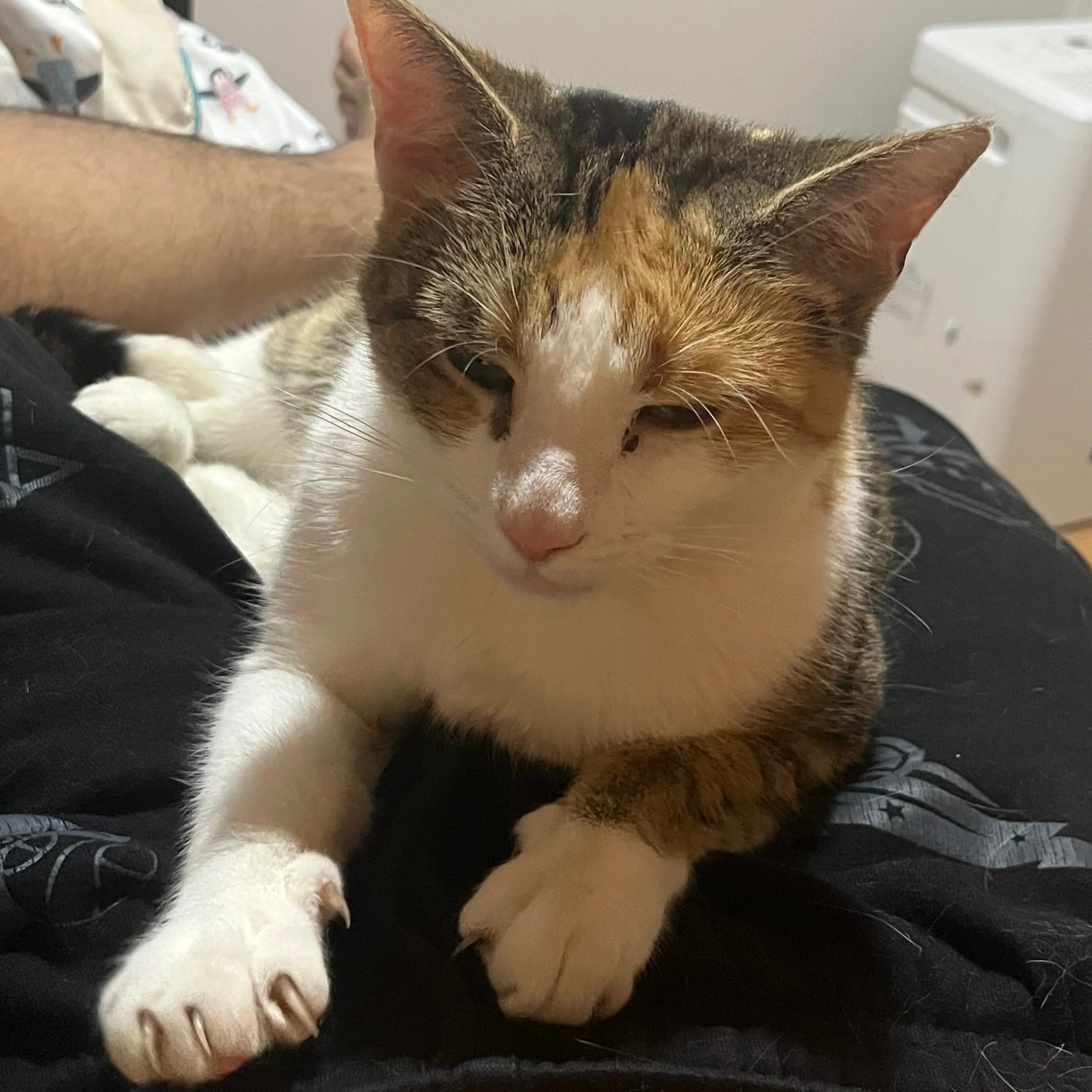Lost pet-2