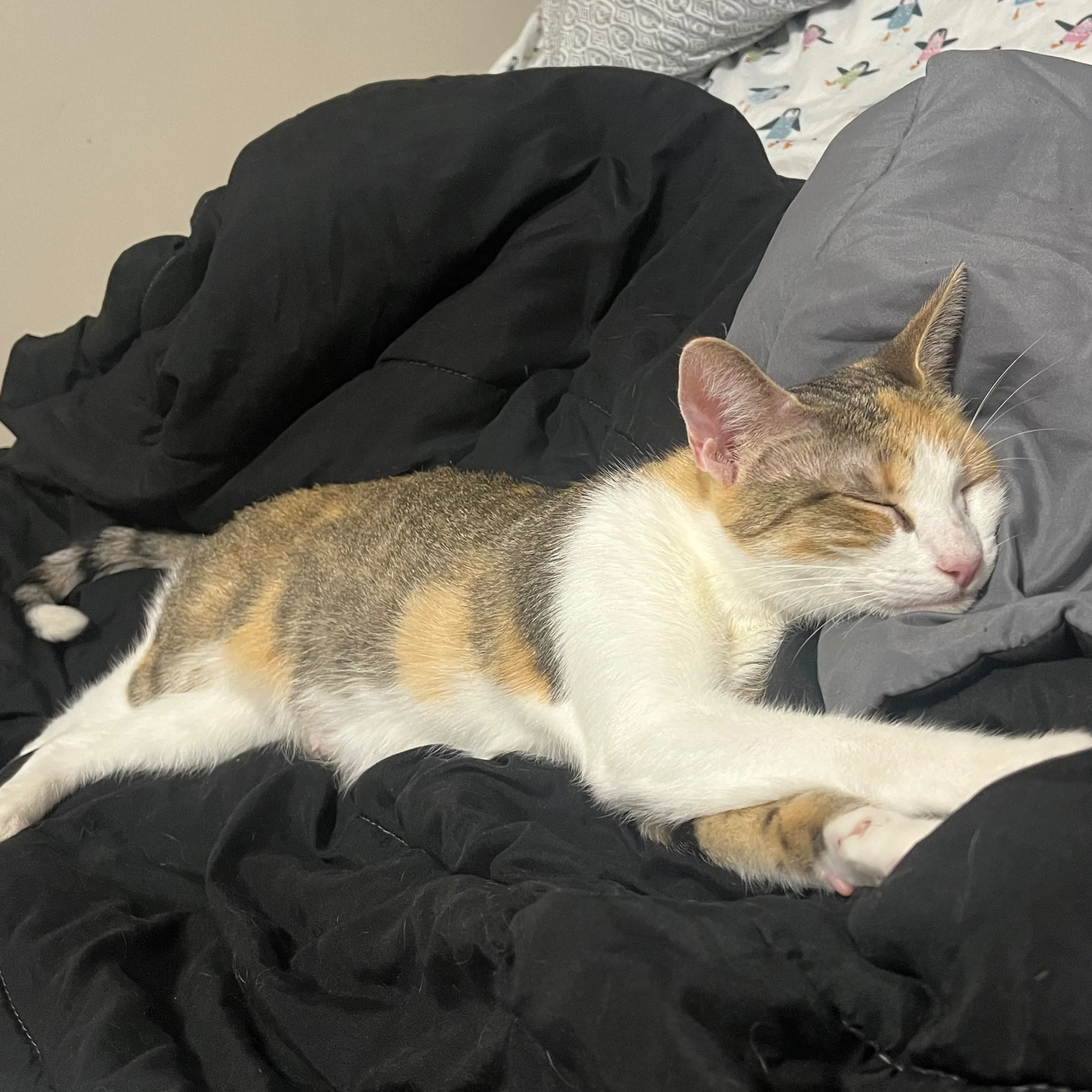 Lost pet-3