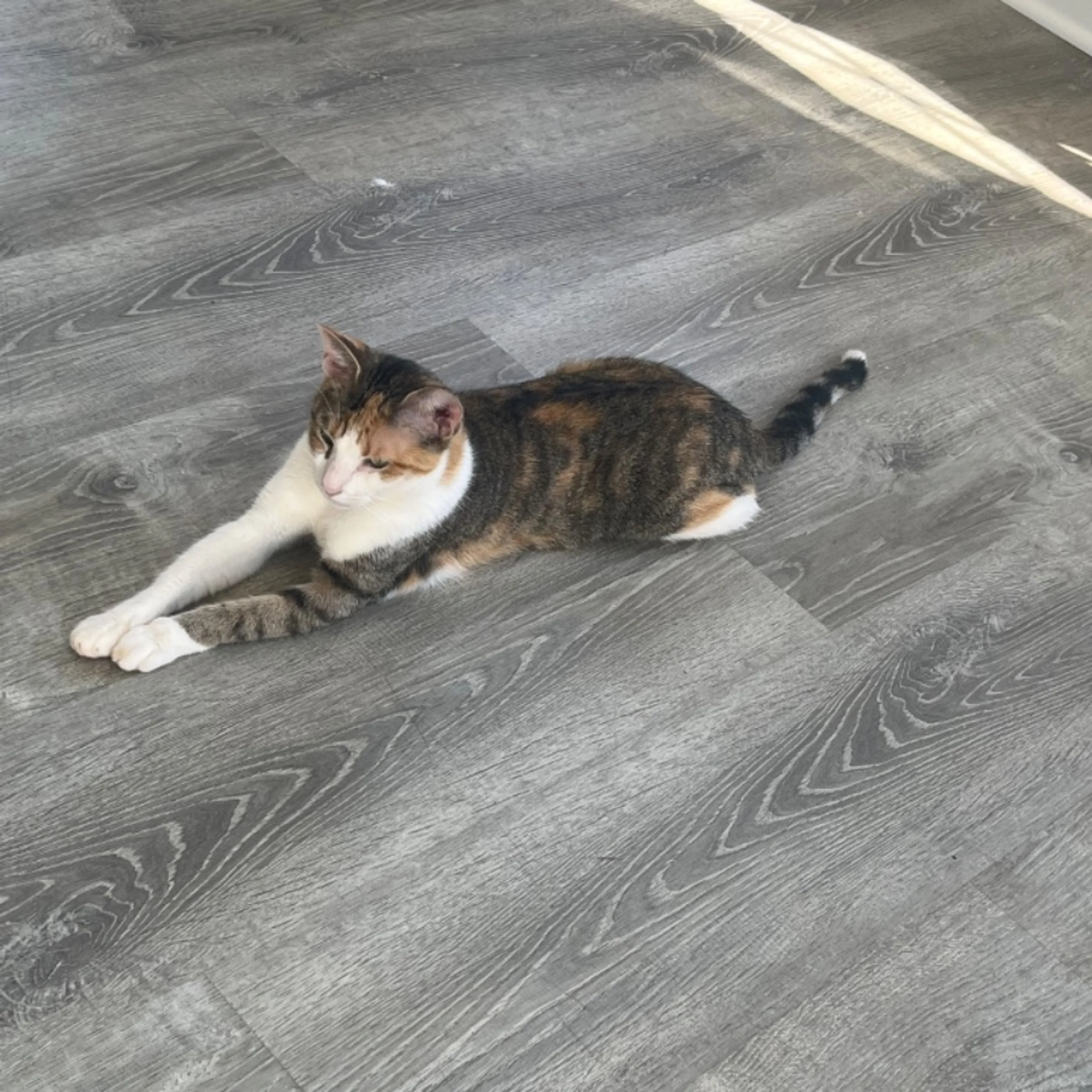 Lost pet-0
