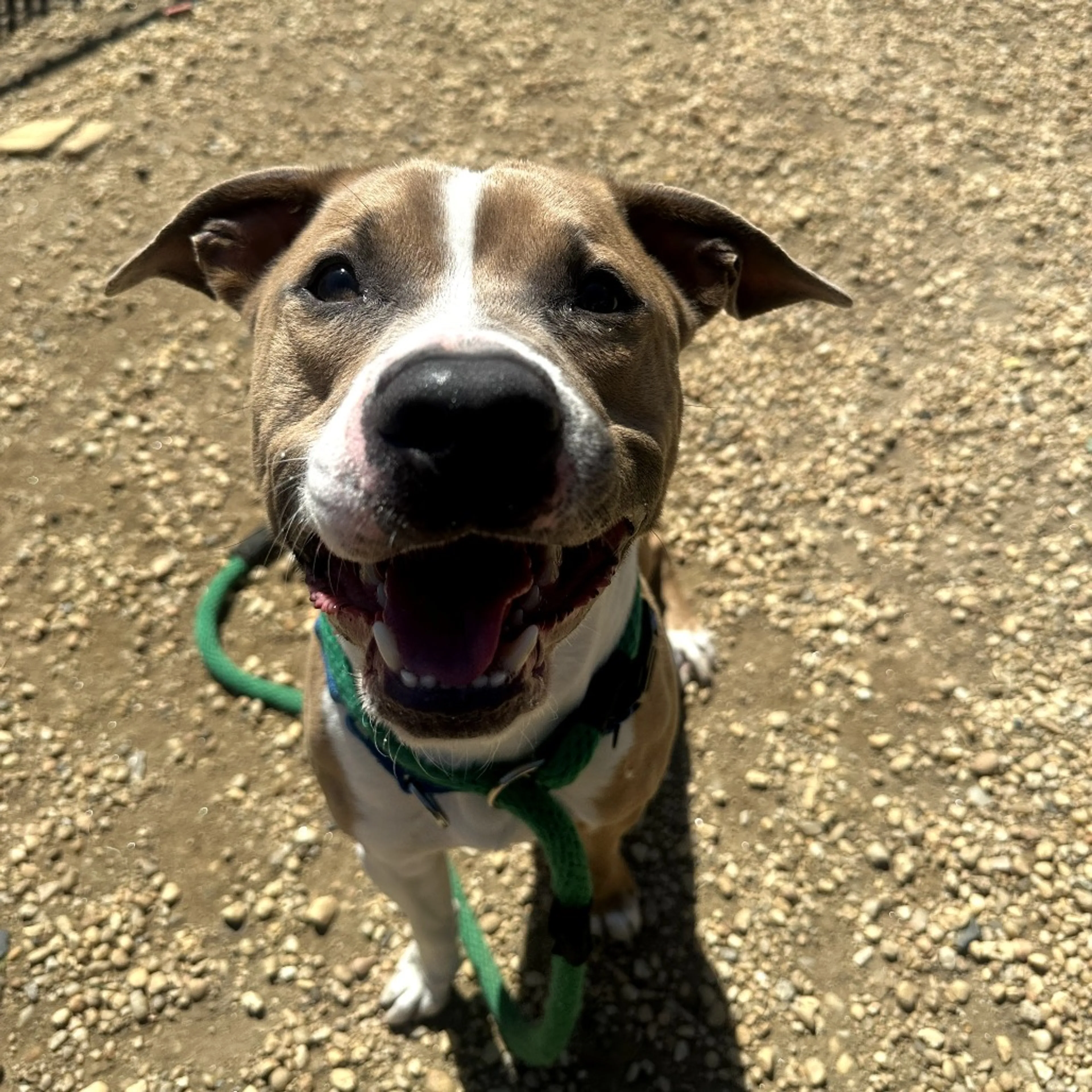 Found pet-12
