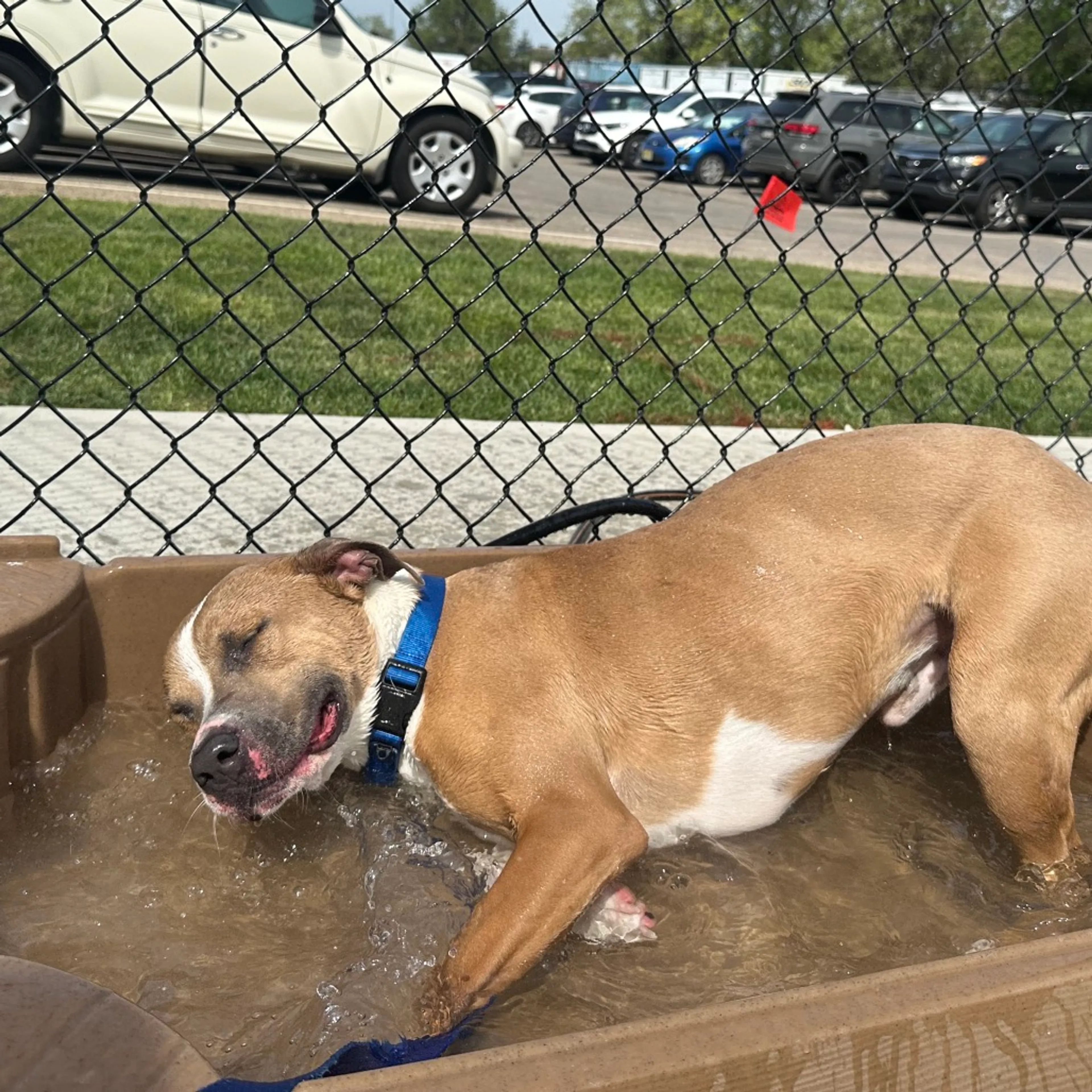 Found pet-13