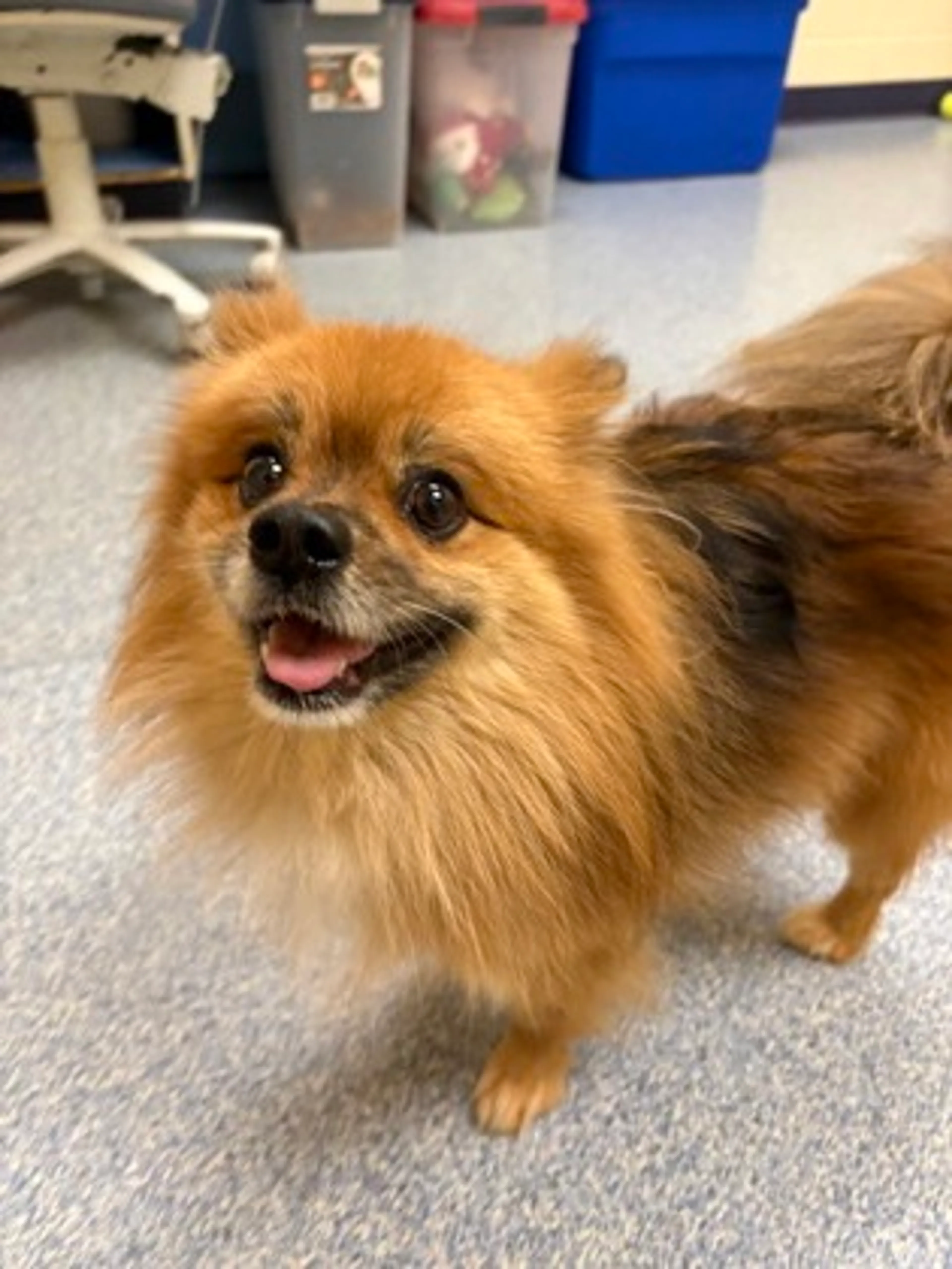 Found pet