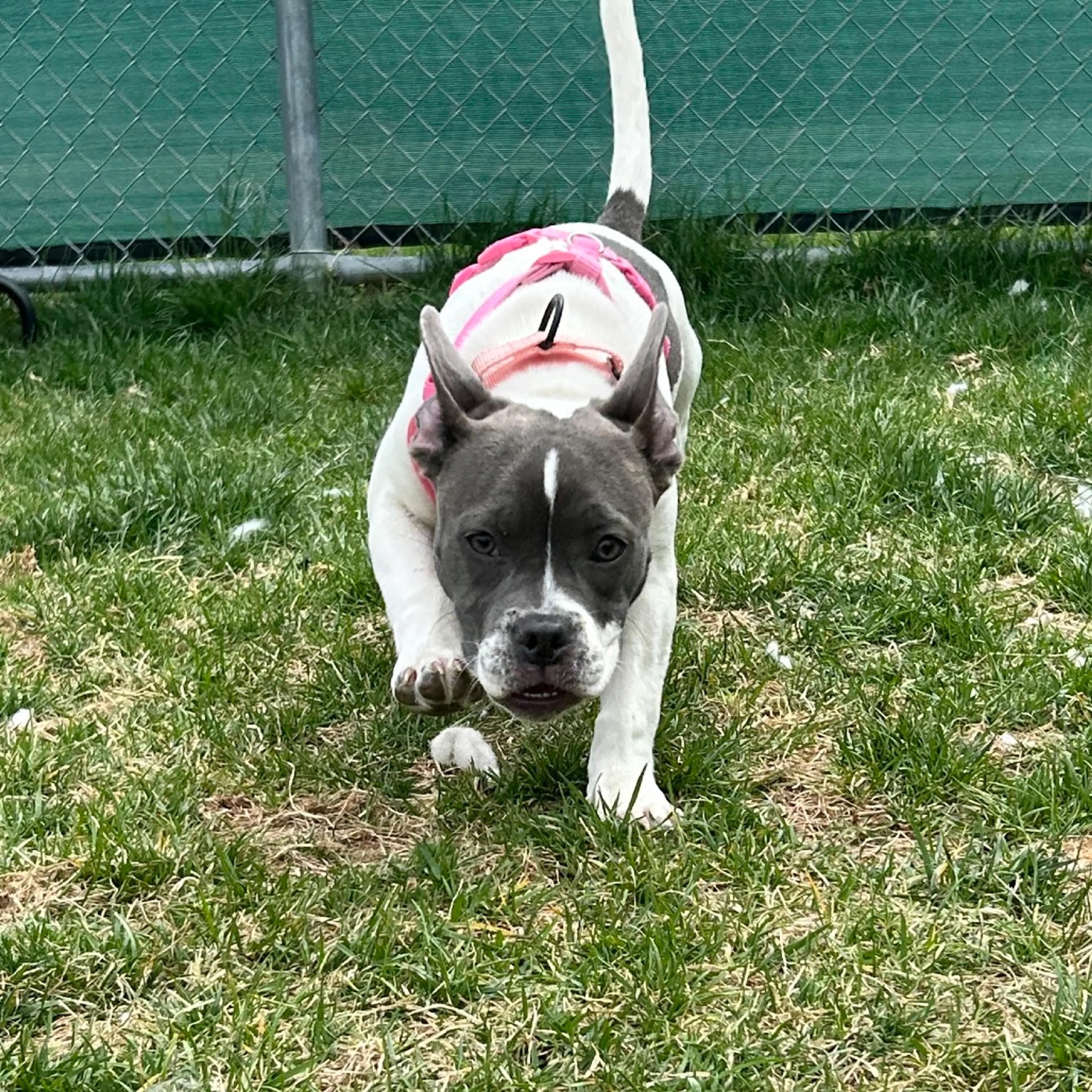 Found pet-3