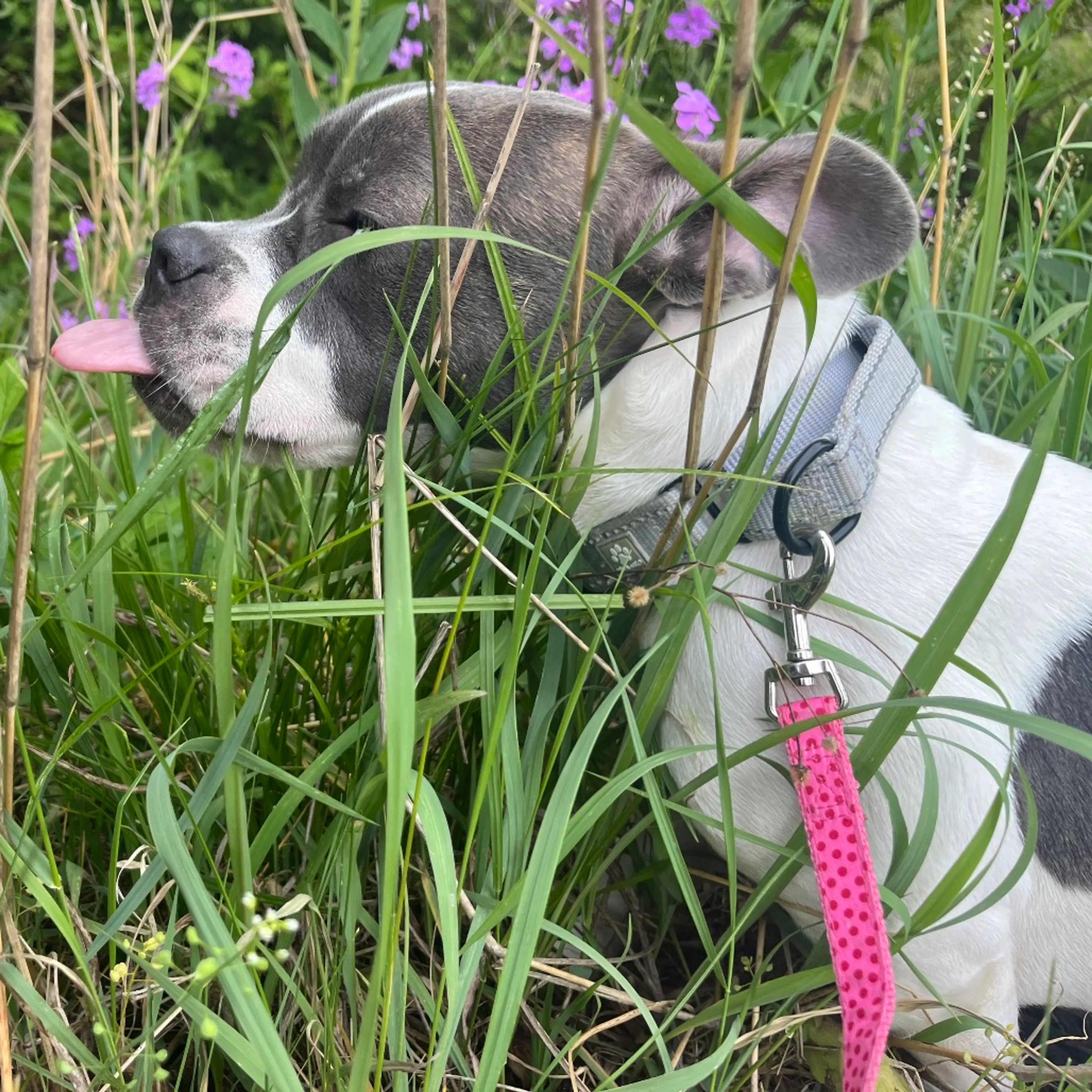 Found pet-10