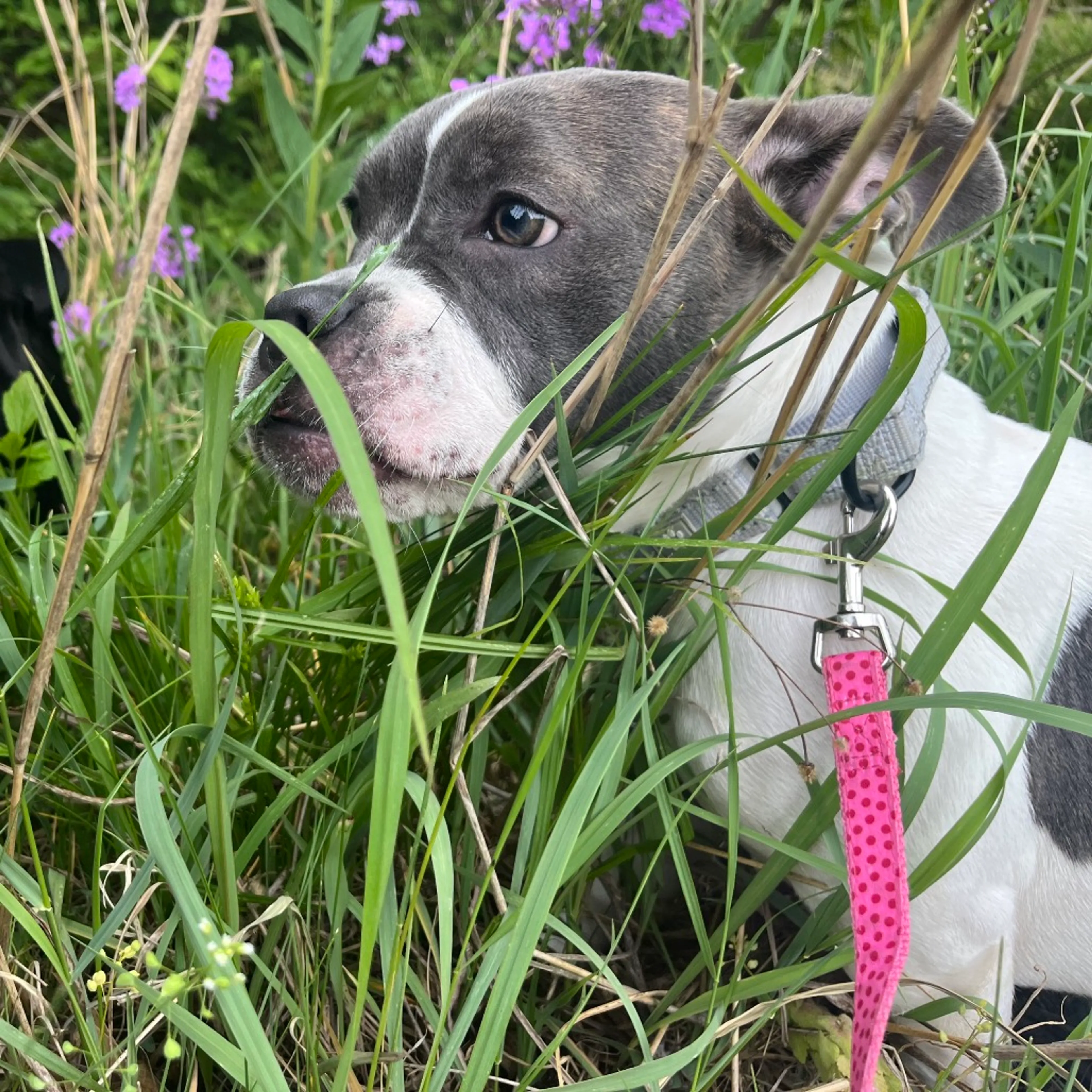 Found pet-8