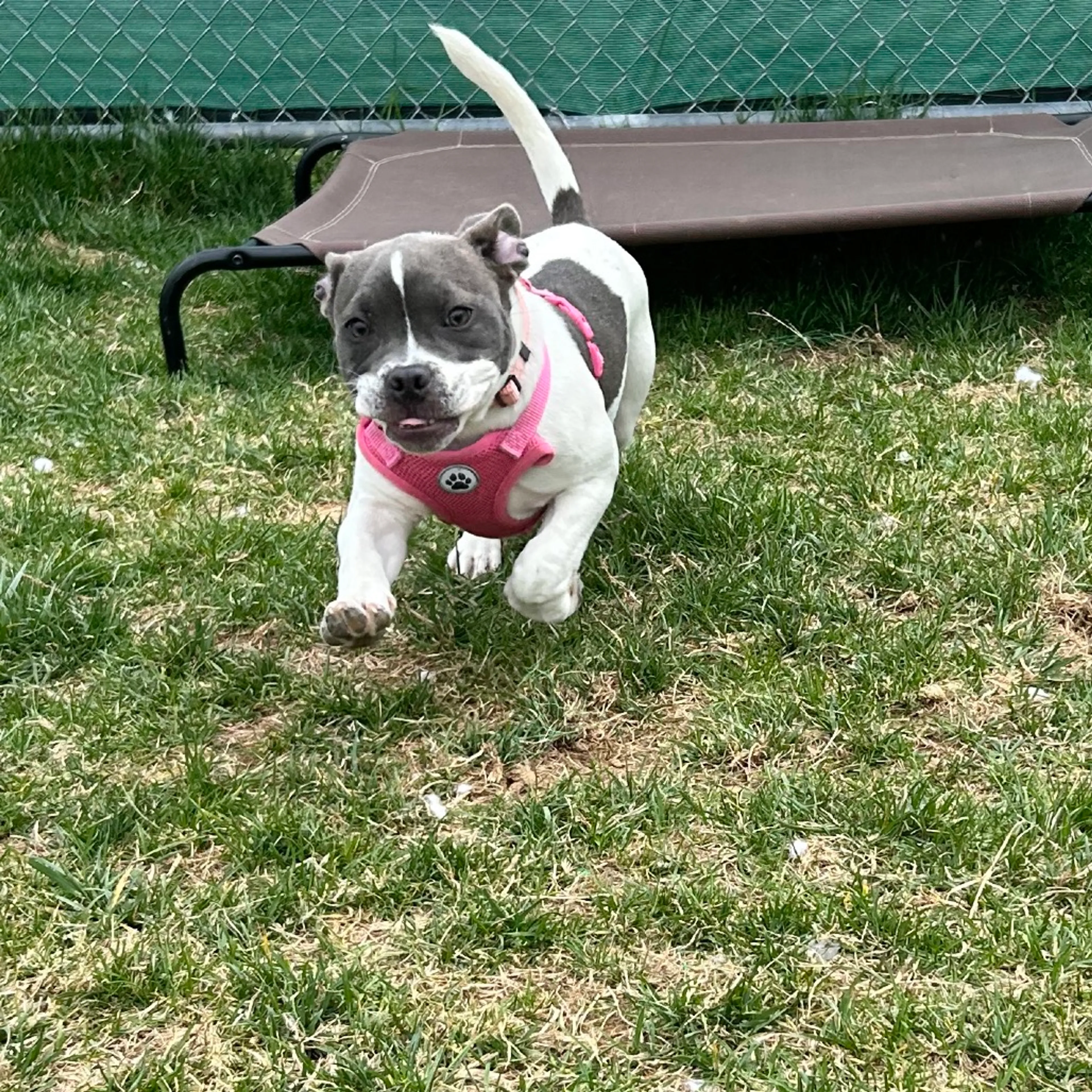 Found pet-2