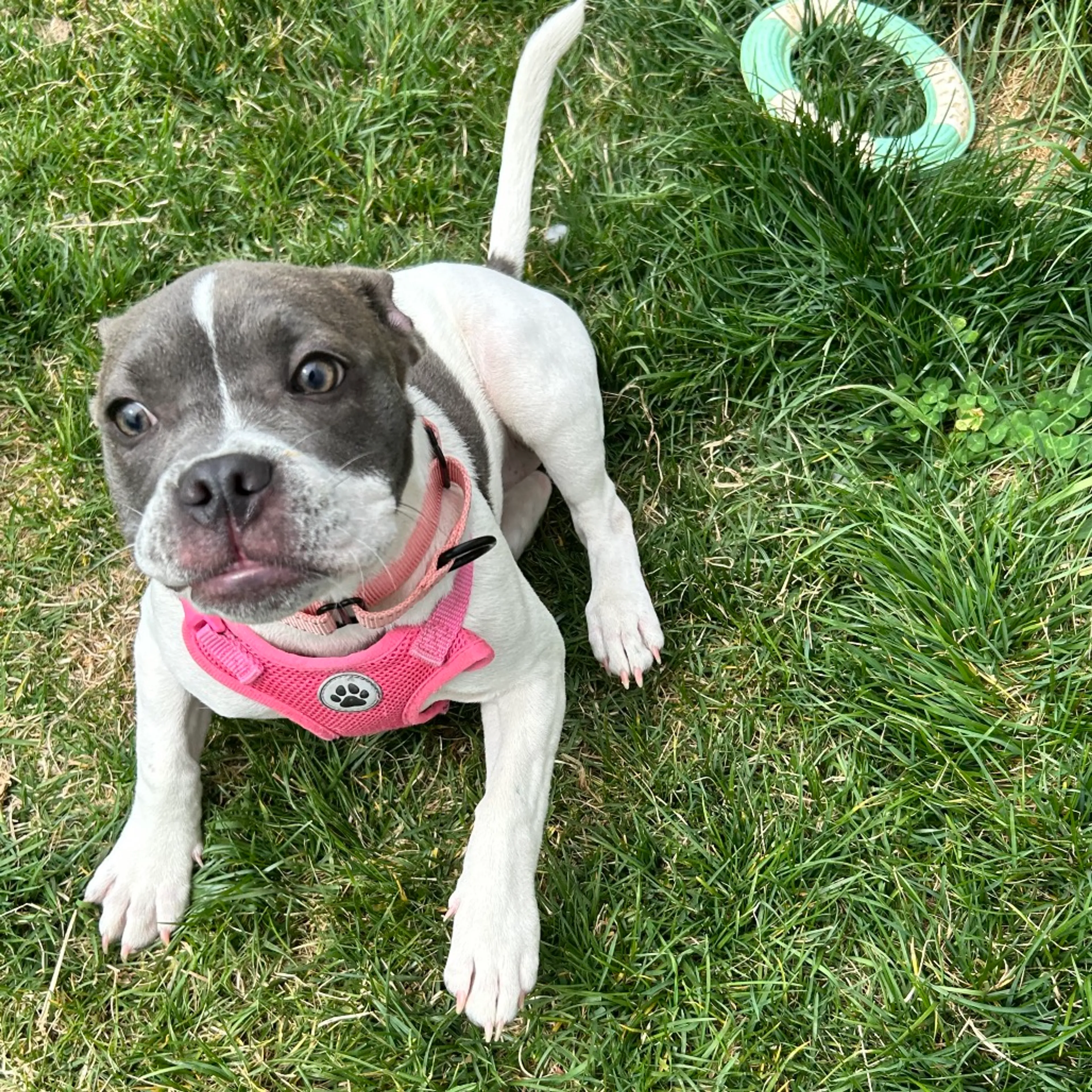 Found pet-4