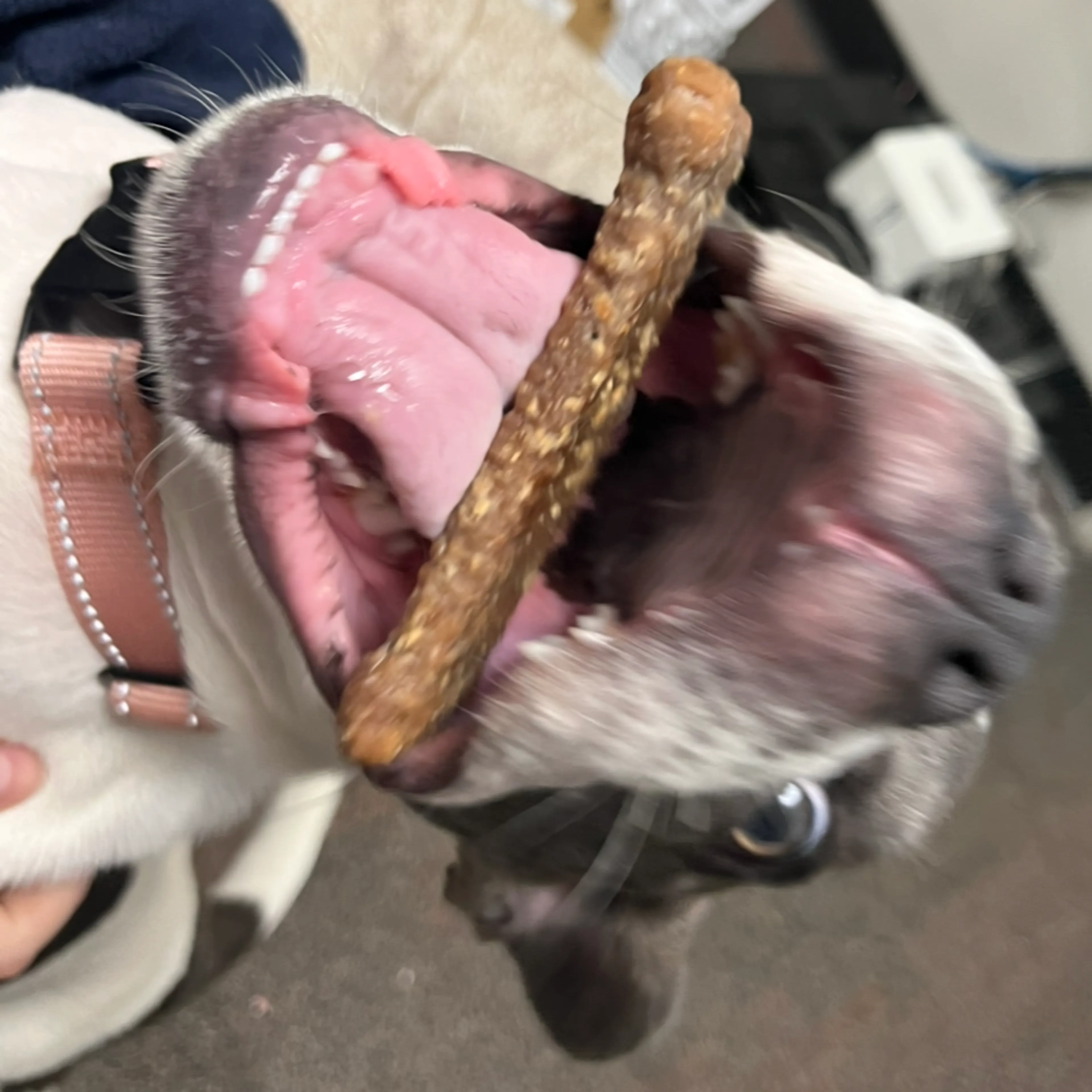 Found pet-5