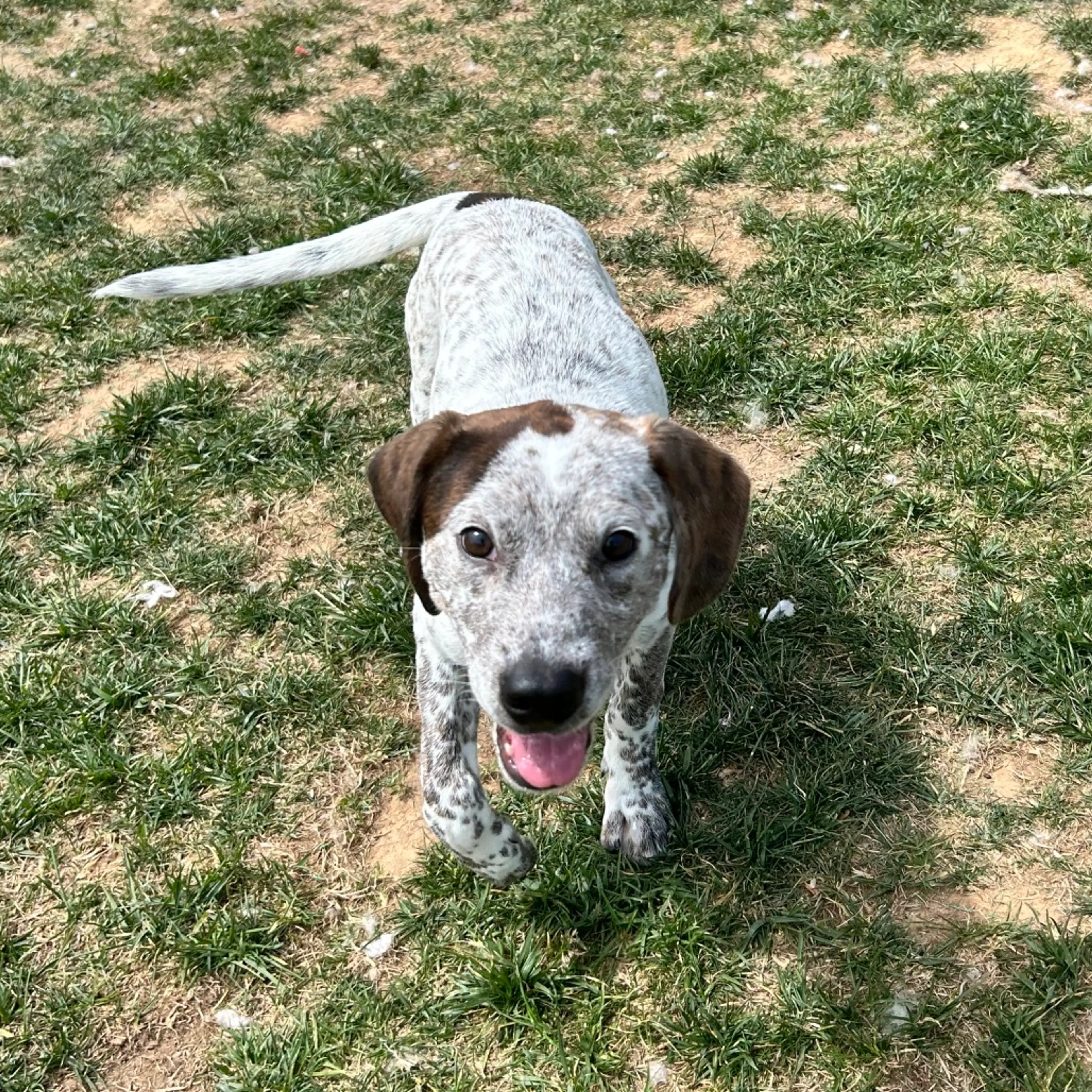 Found pet-2