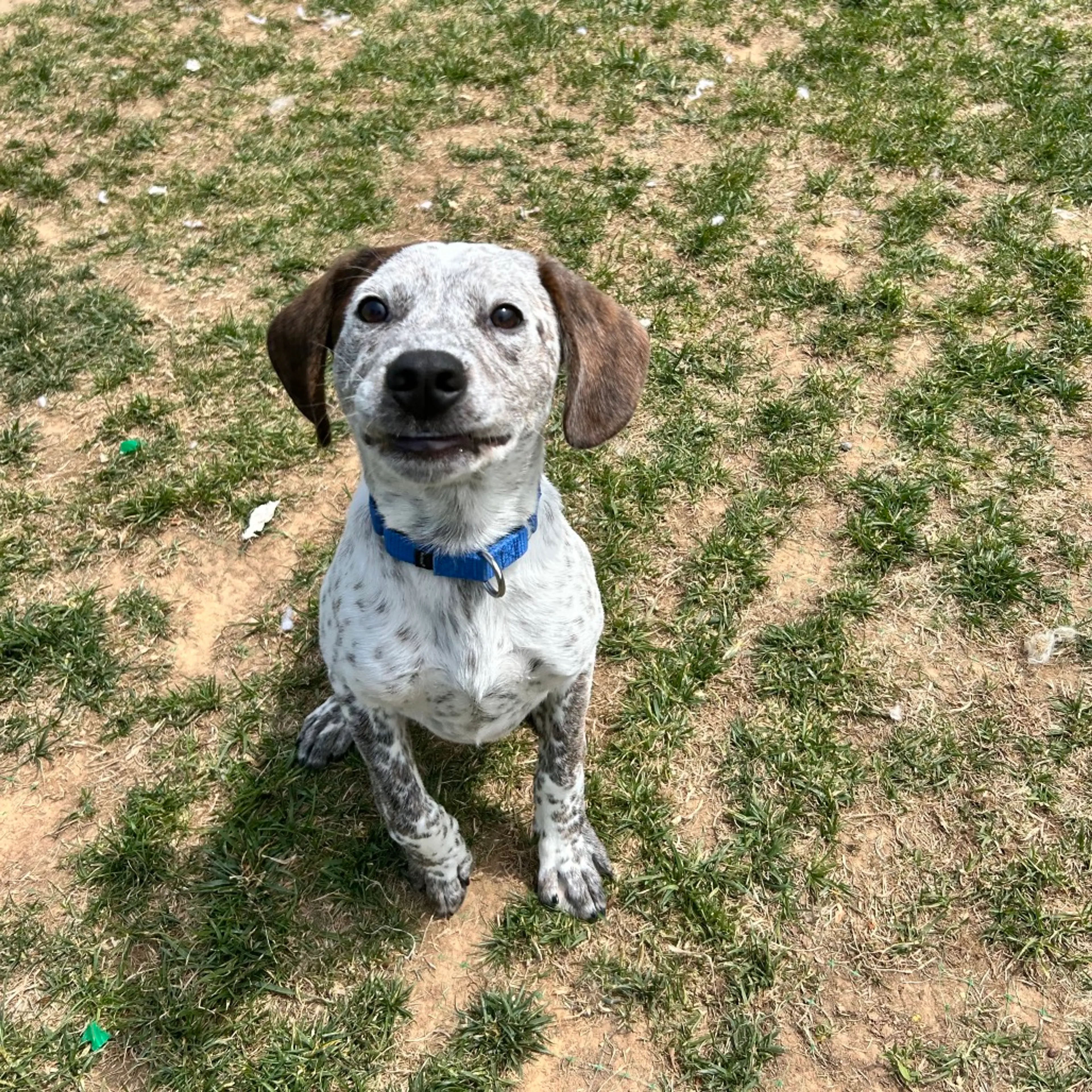 Found pet-3