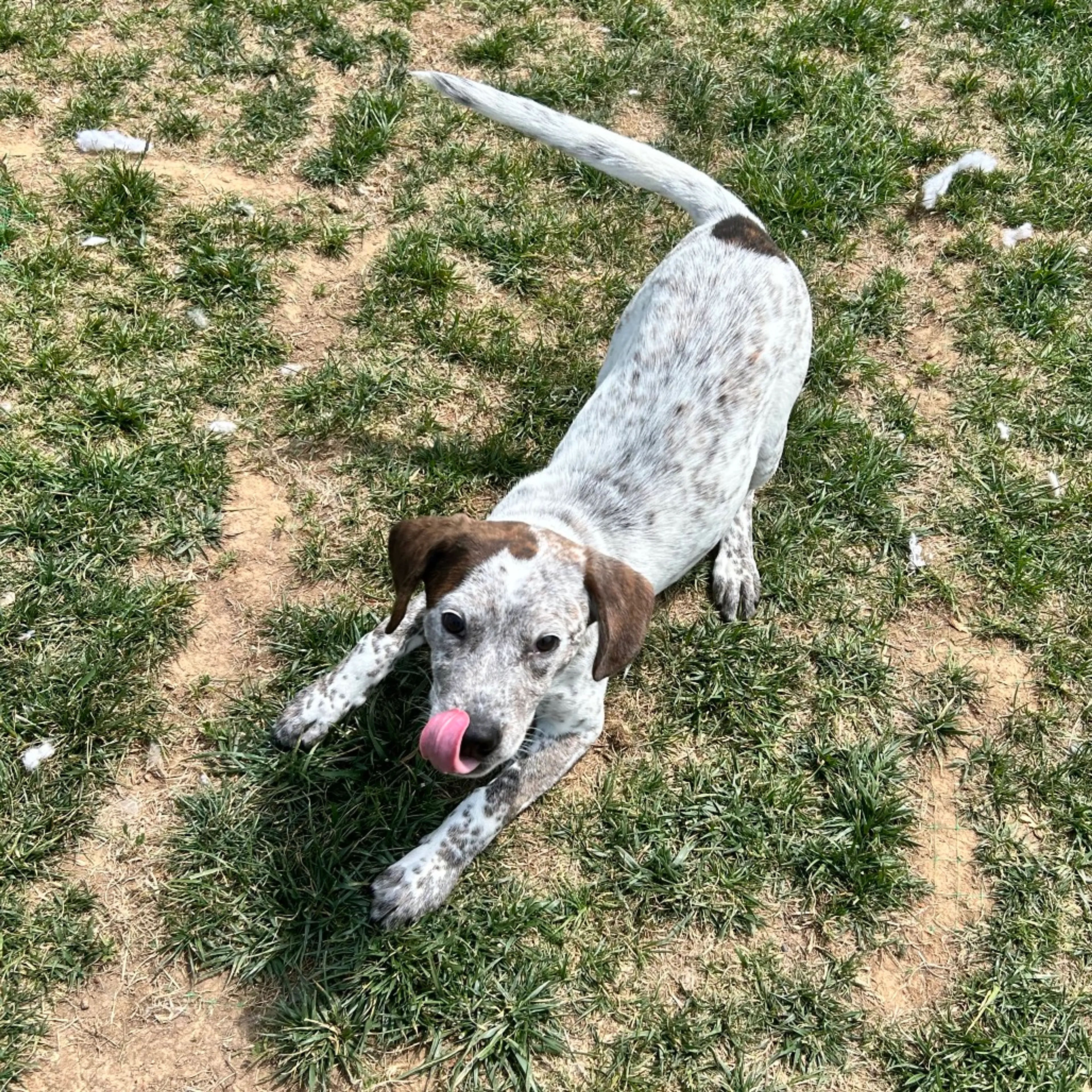 Found pet-4