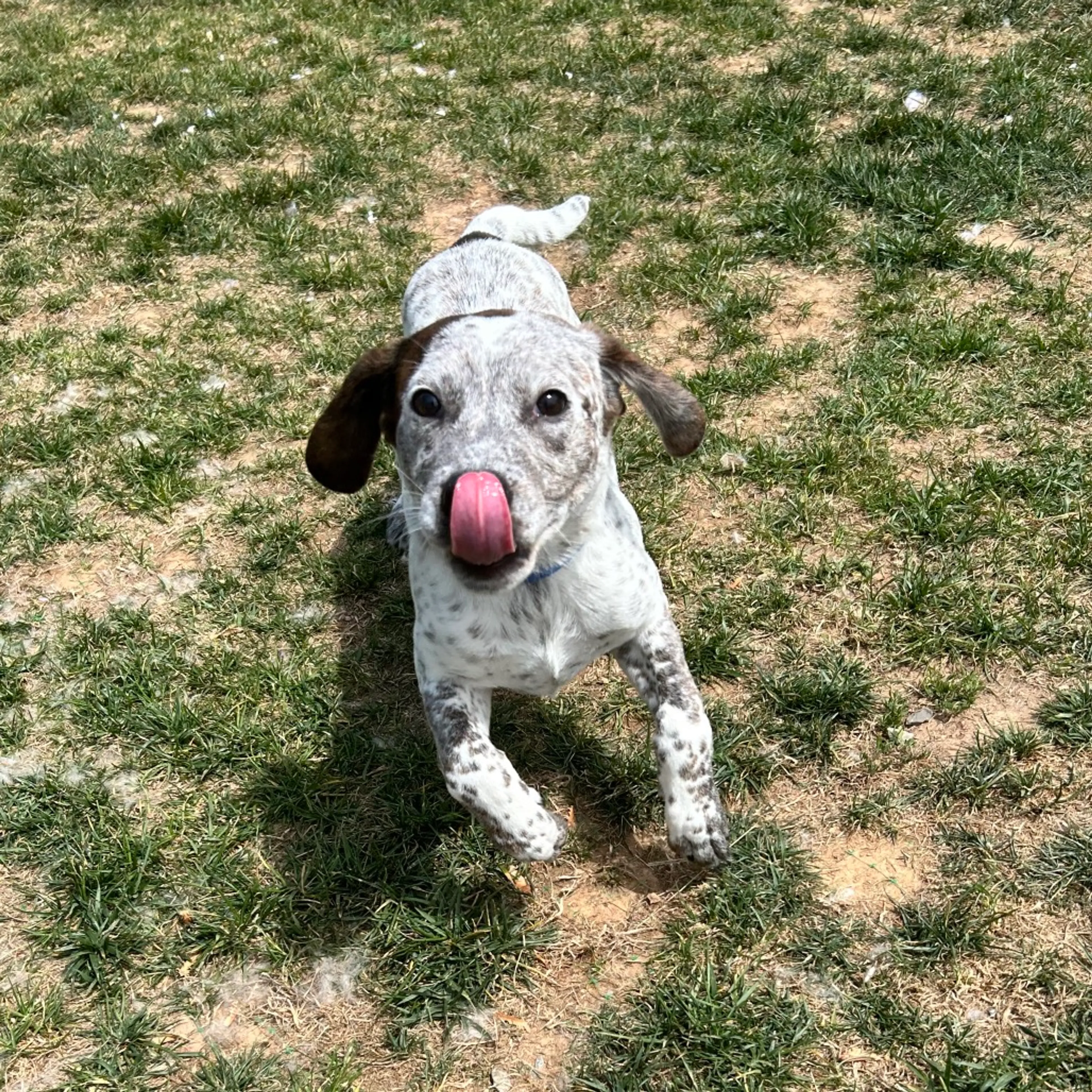 Found pet-5